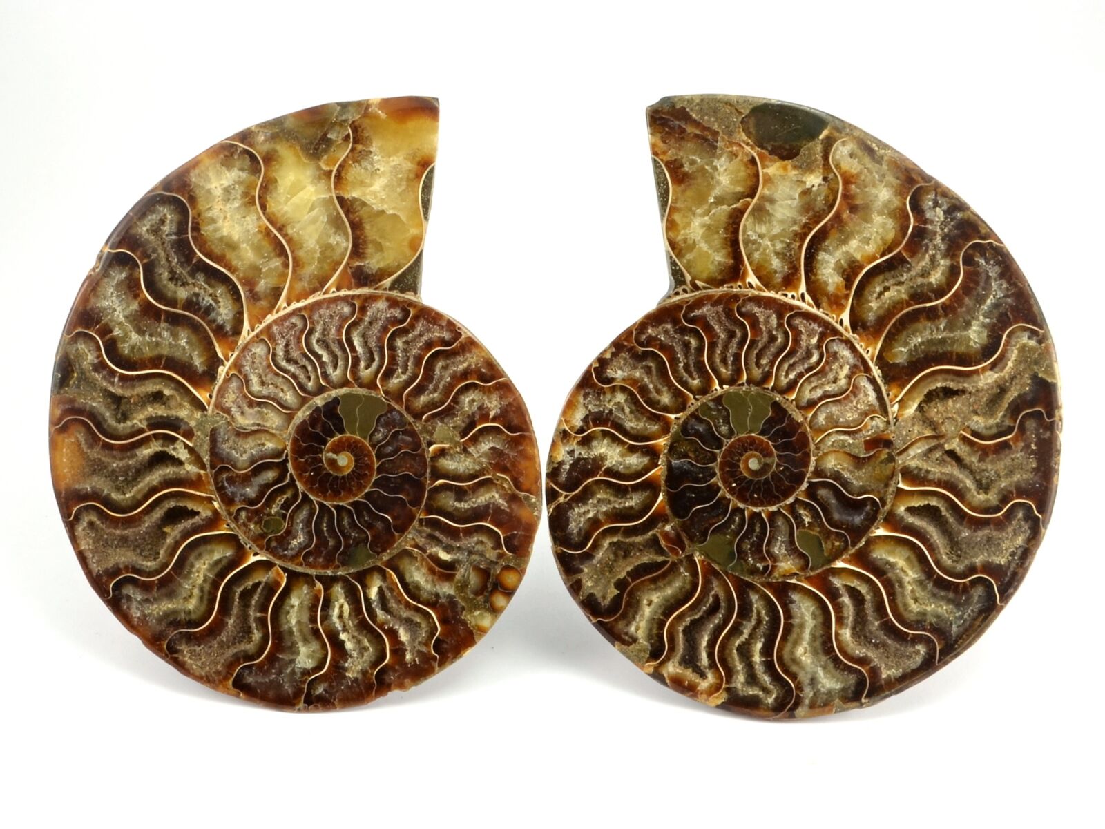 Nikon D3100 sample photo. Amonit, fossil, spiral photography
