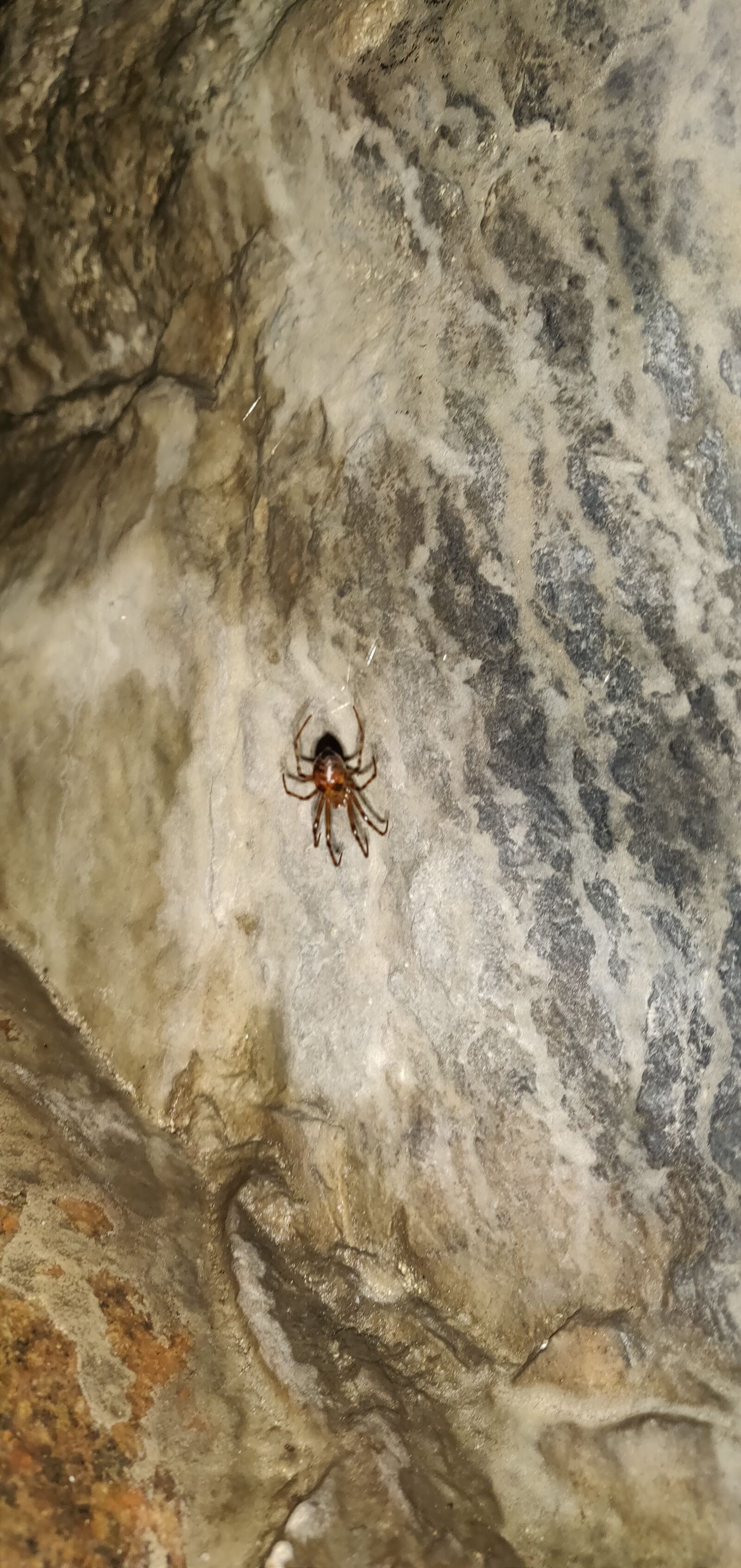 OnePlus A6003 sample photo. Cave, spider, insect photography