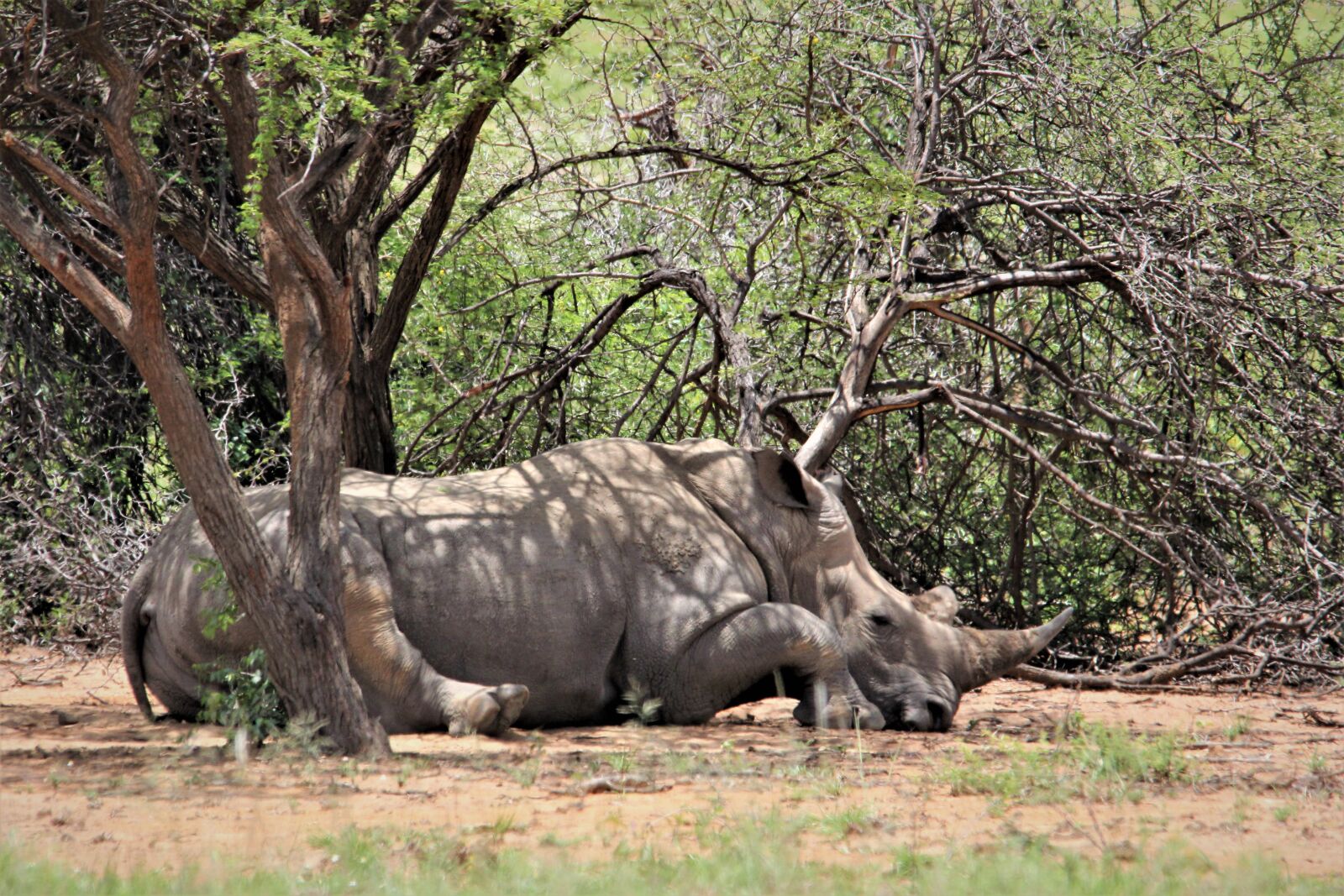 Canon EOS 60D sample photo. White rhino, under, tree photography