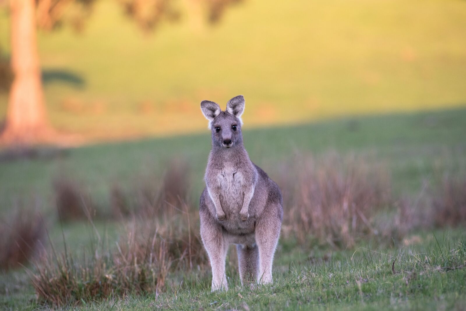 Nikon D750 sample photo. Kangaroo, eastern grey, australian photography