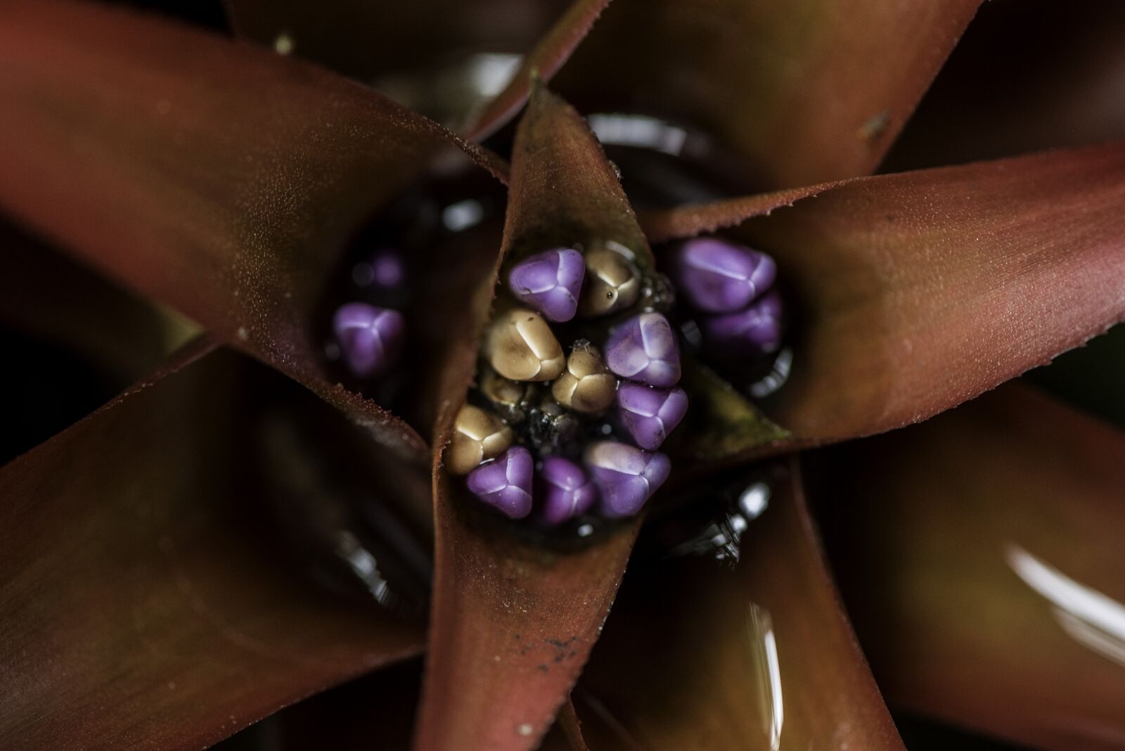 Nikon D750 sample photo. Flower, red, seeds photography