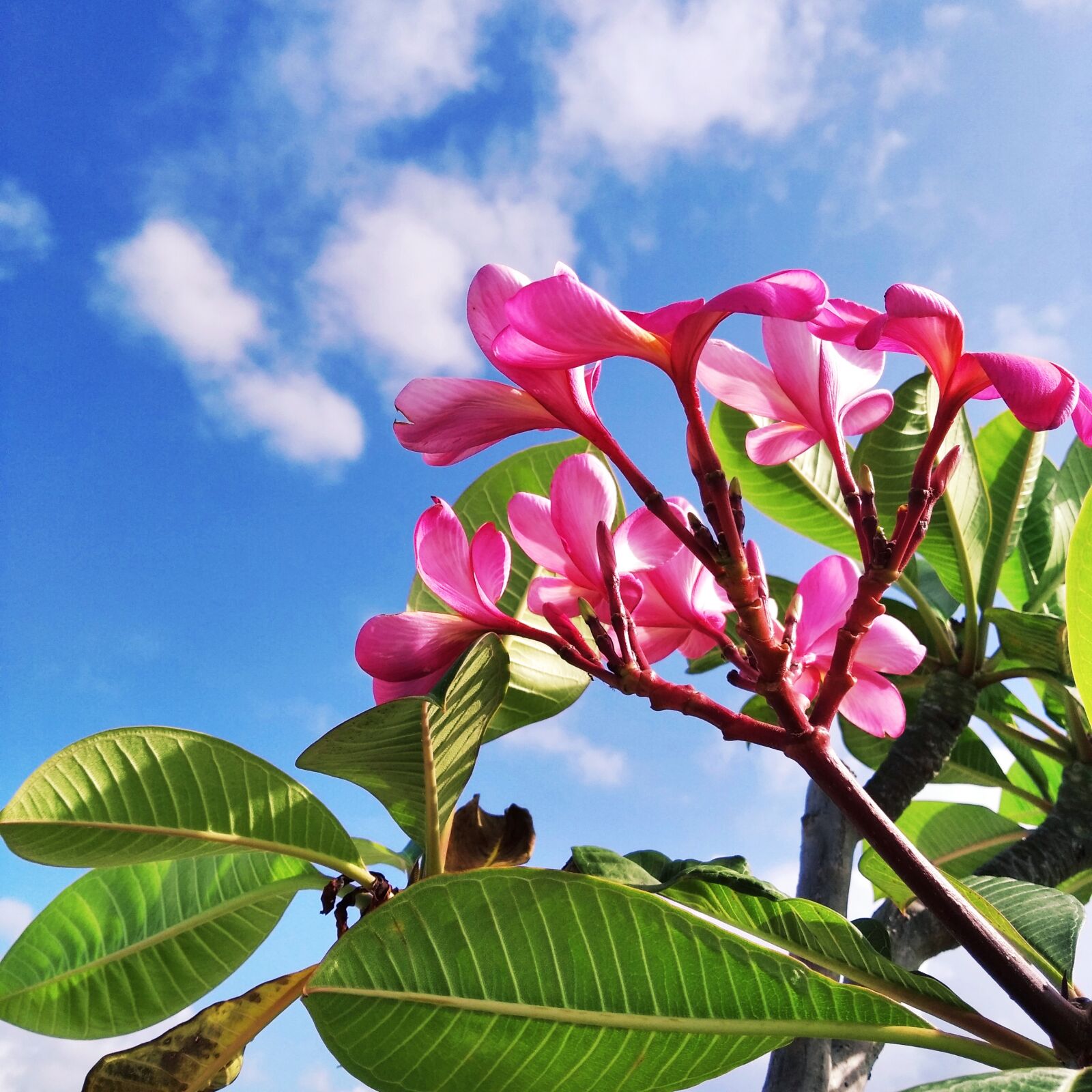 Xiaomi Redmi 7A sample photo. Frangipani, red, frangipani flower photography