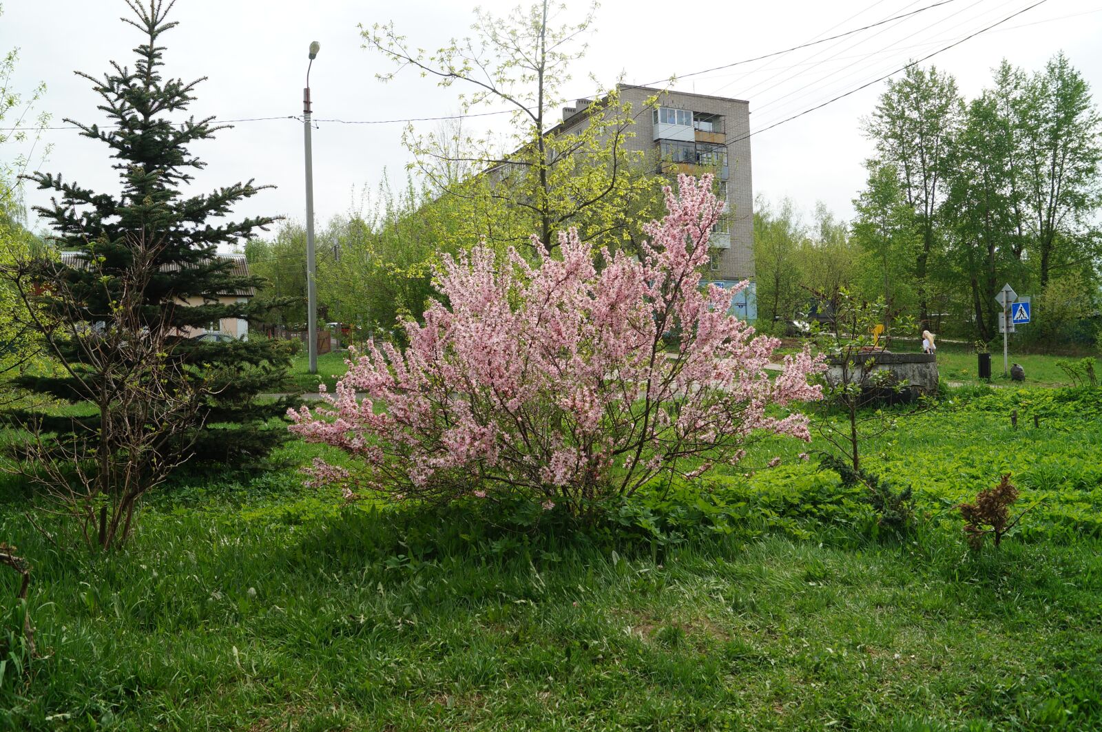 Sony SLT-A57 sample photo. Spring, color, ural photography