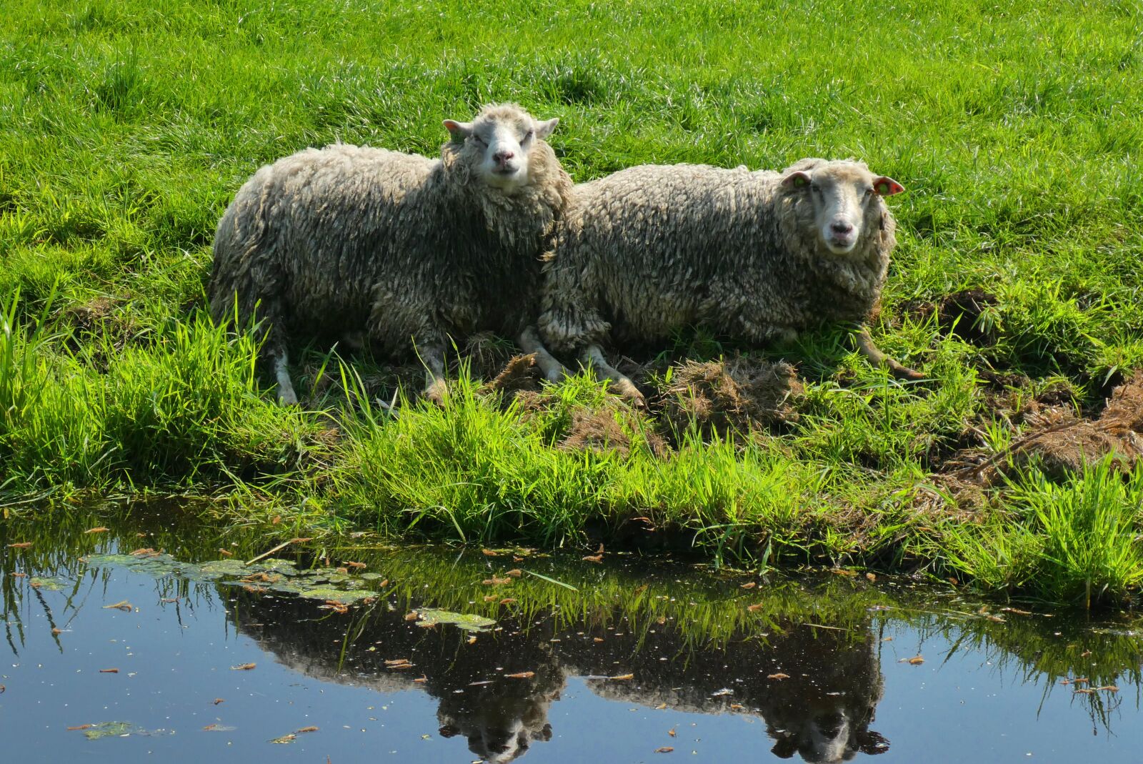 Panasonic Lumix DC-ZS70 (Lumix DC-TZ90) sample photo. Sheep, animals, nature photography