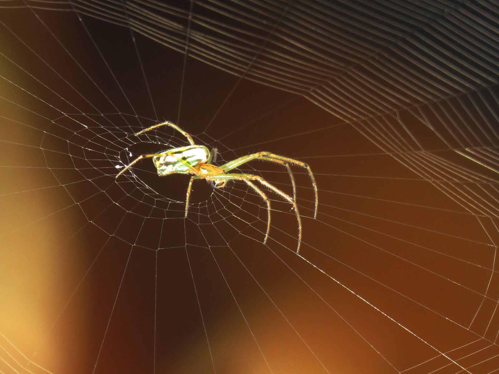 Canon PowerShot SX50 HS sample photo. Spider, web, arachnid photography