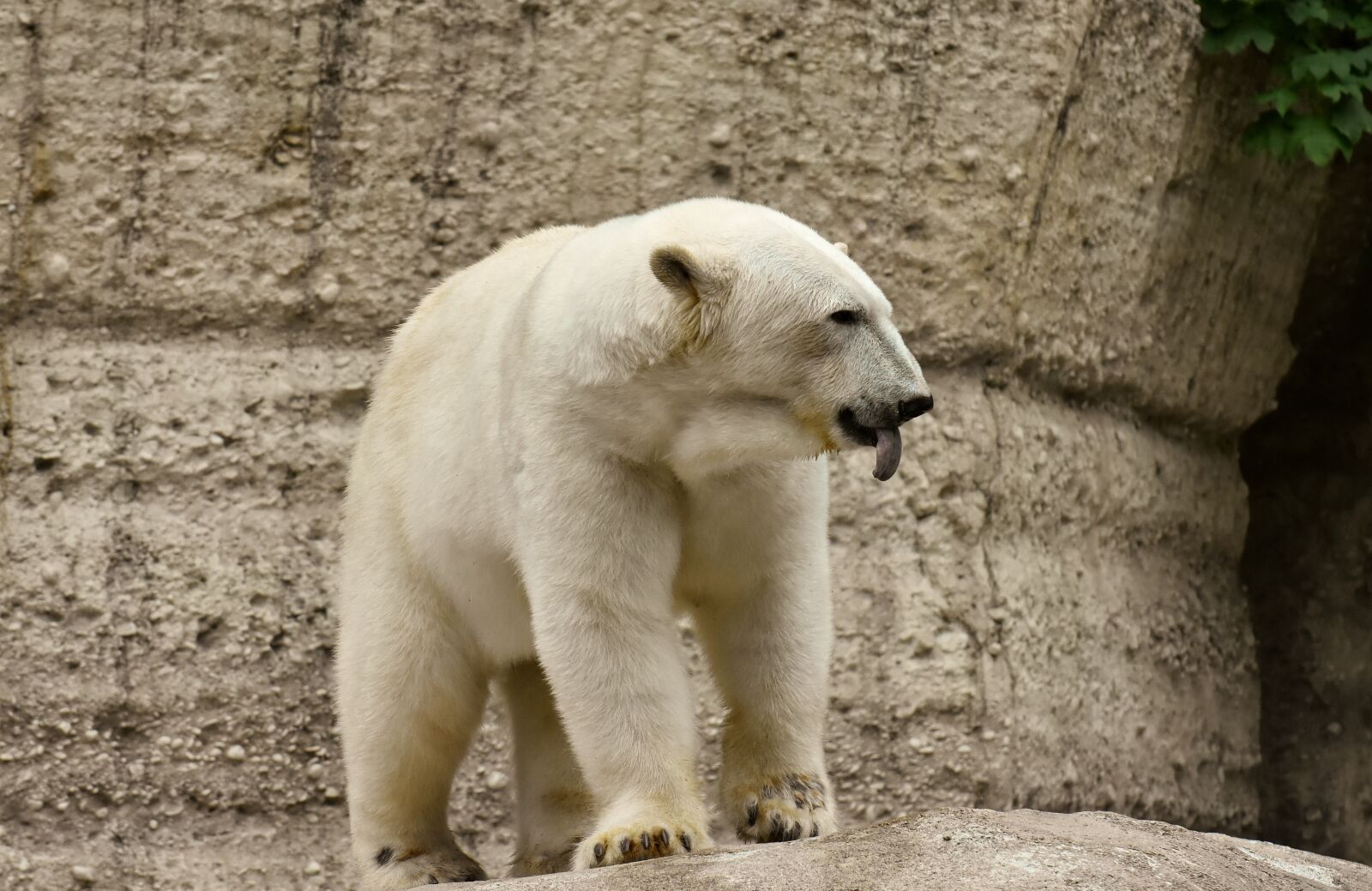 Nikon D7200 sample photo. Polar bear, predator, fur photography