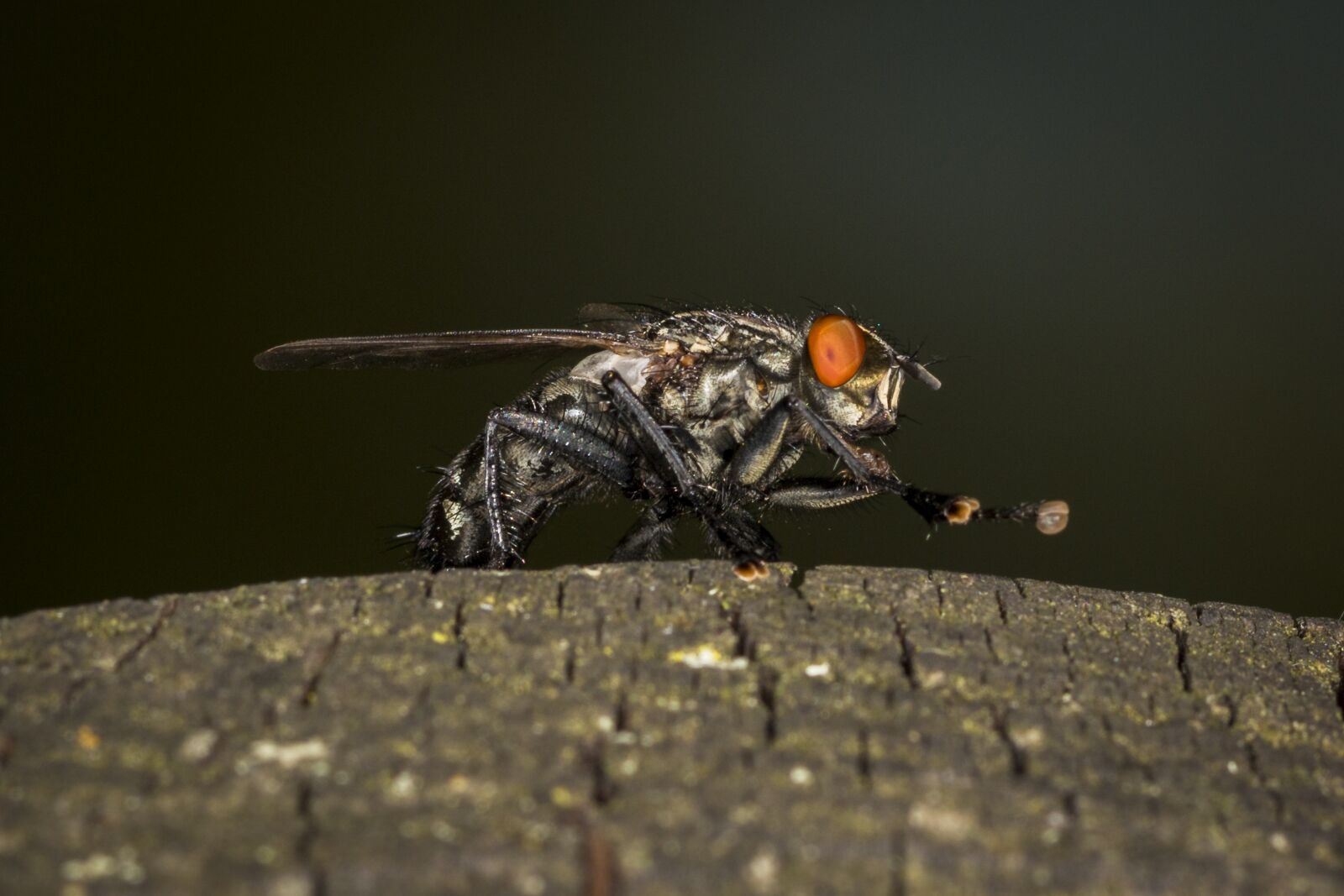 Canon EOS 70D sample photo. Fly, macro, insect photography