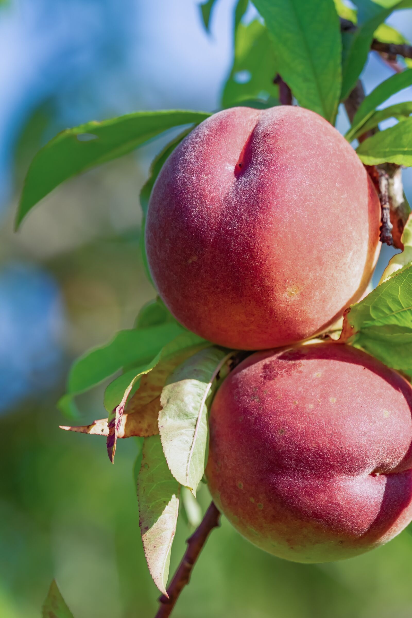 Fujifilm XF 55-200mm F3.5-4.8 R LM OIS sample photo. Peach, fruit, ripe photography