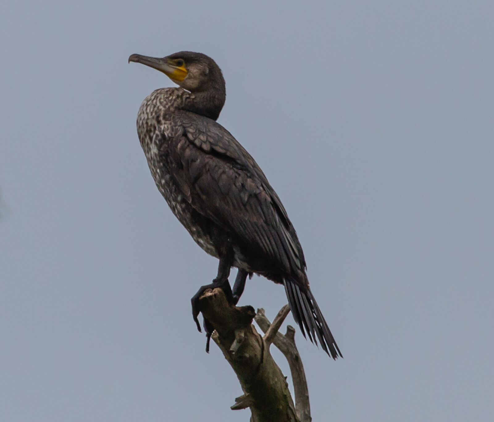 Canon EOS 5D Mark III sample photo. Cormorant, cormorant mating plumage photography