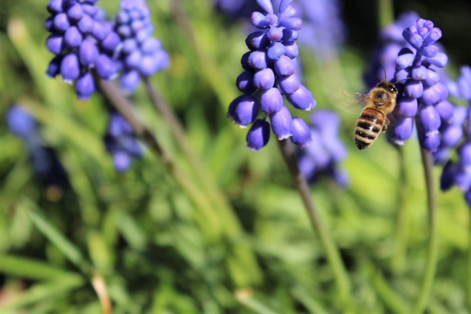 Canon EOS 1300D (EOS Rebel T6 / EOS Kiss X80) sample photo. Muscari, bee, flowers photography