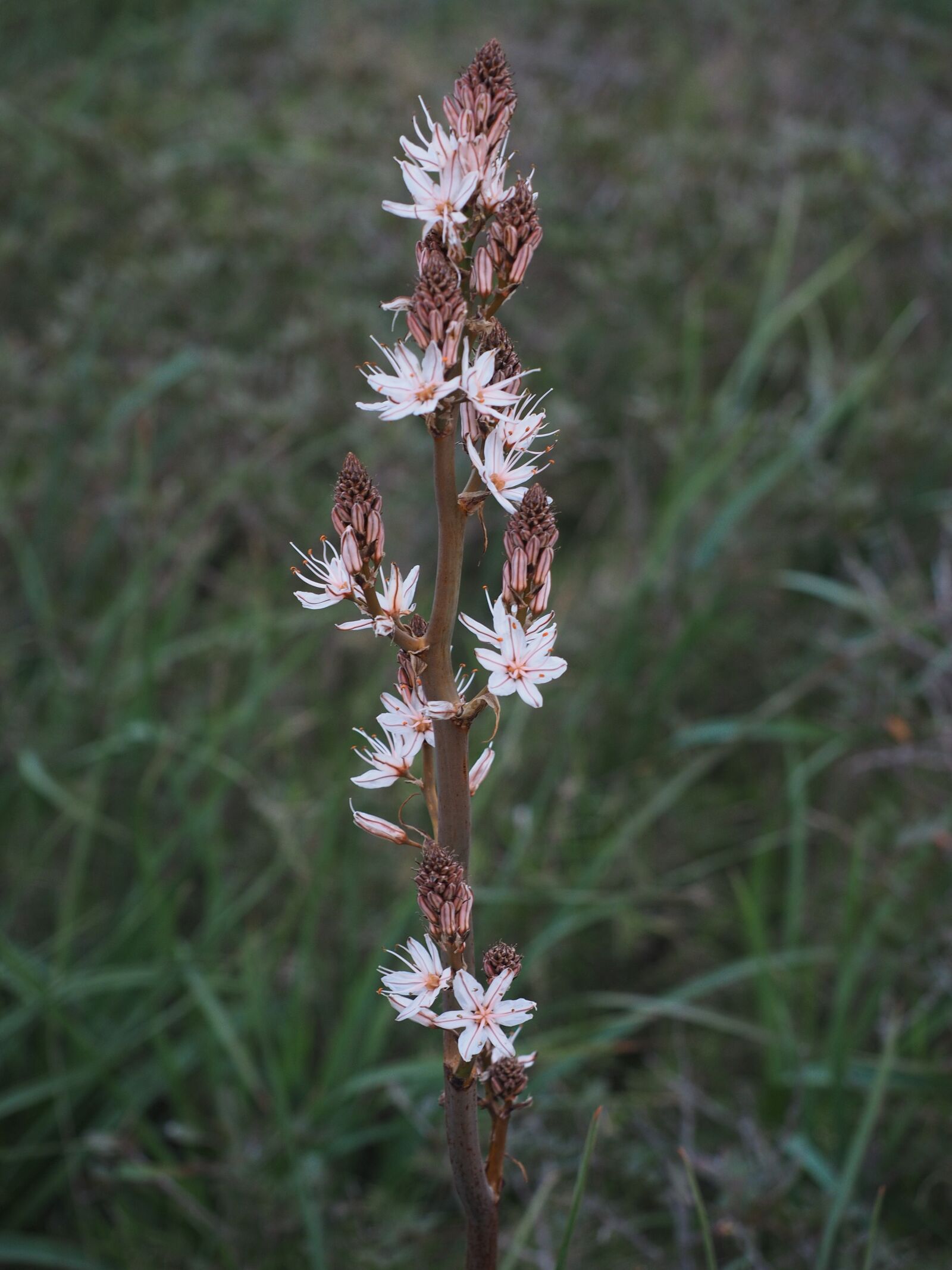 Olympus OM-D E-M1 + Olympus M.Zuiko Digital ED 12-40mm F2.8 Pro sample photo. Fragrant asphodel, flower, blossom photography