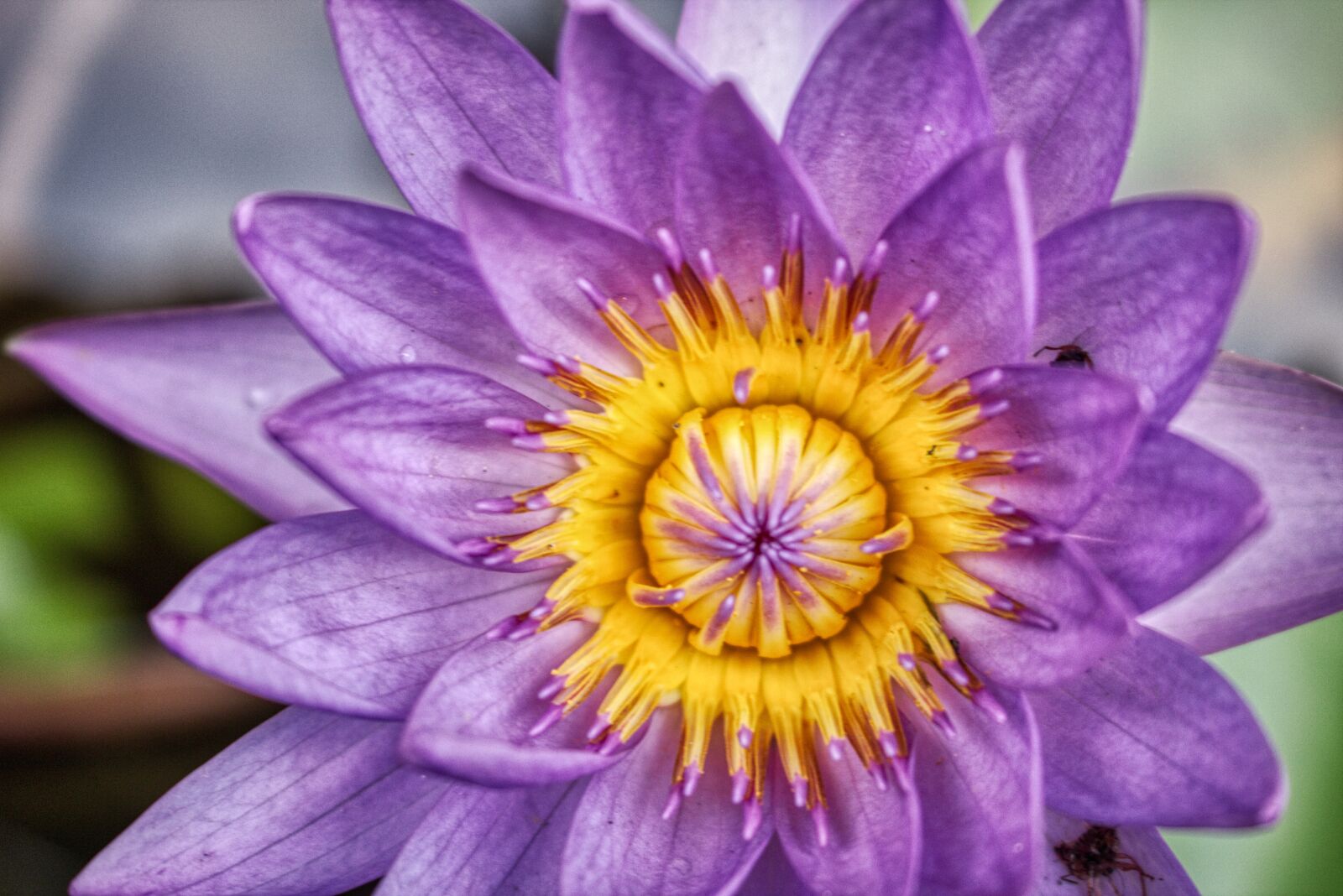 Canon EOS 750D (EOS Rebel T6i / EOS Kiss X8i) sample photo. Water lily, object, spring photography