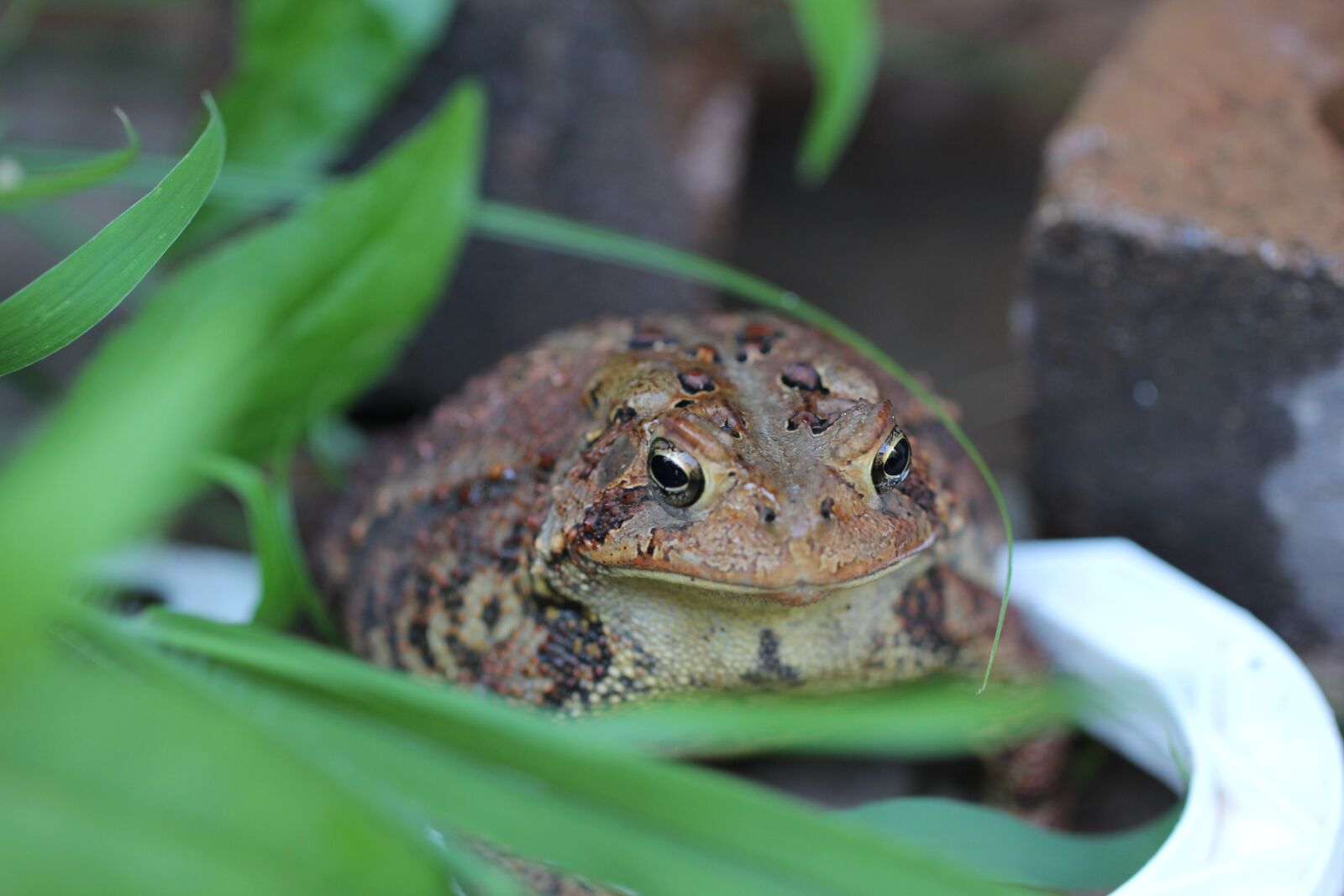 Canon EF 100mm F2.8L Macro IS USM sample photo. Toad, amphibian, hop toad photography