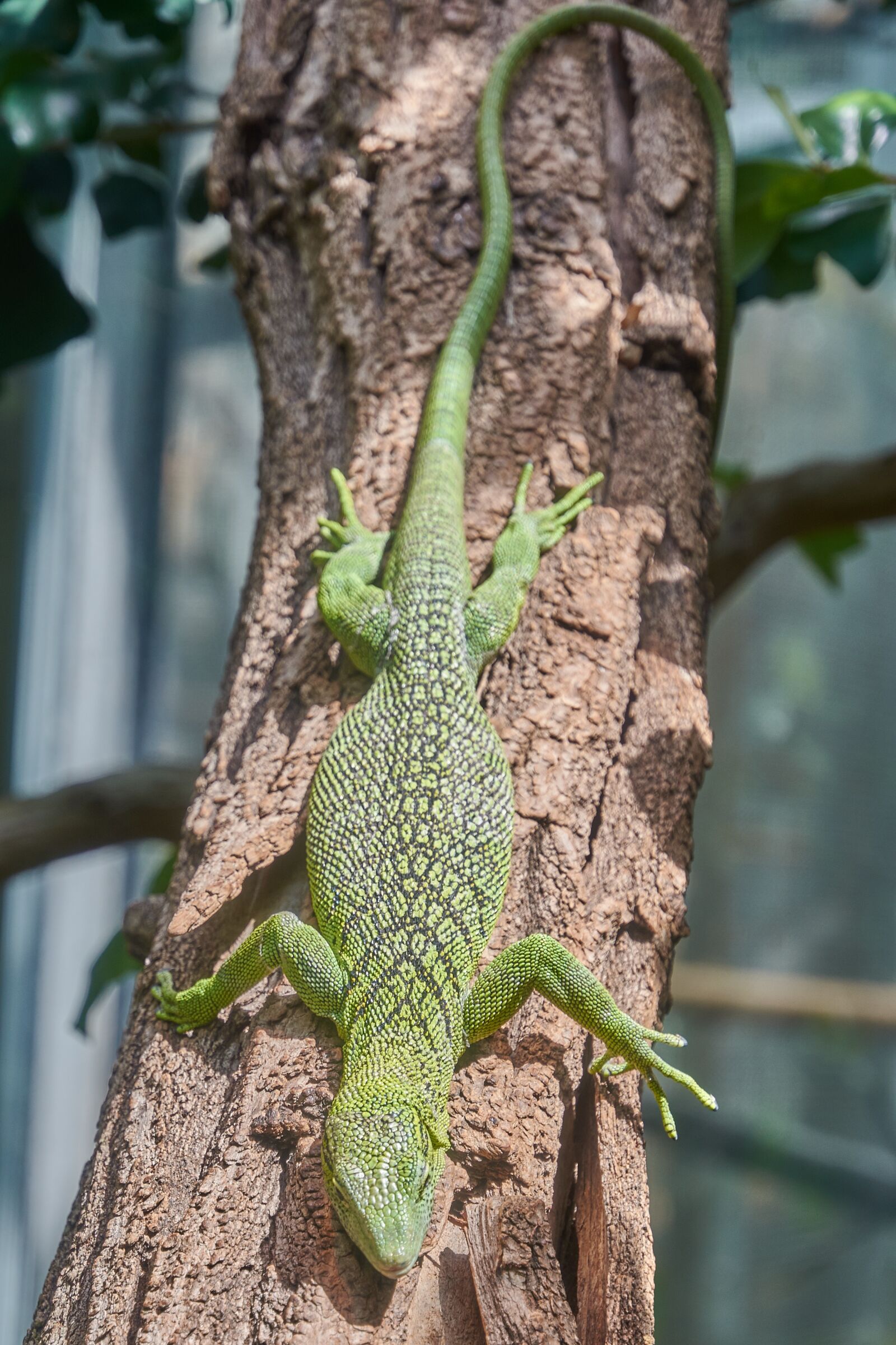 Nikon D7200 sample photo. Lizard, reptile, close up photography