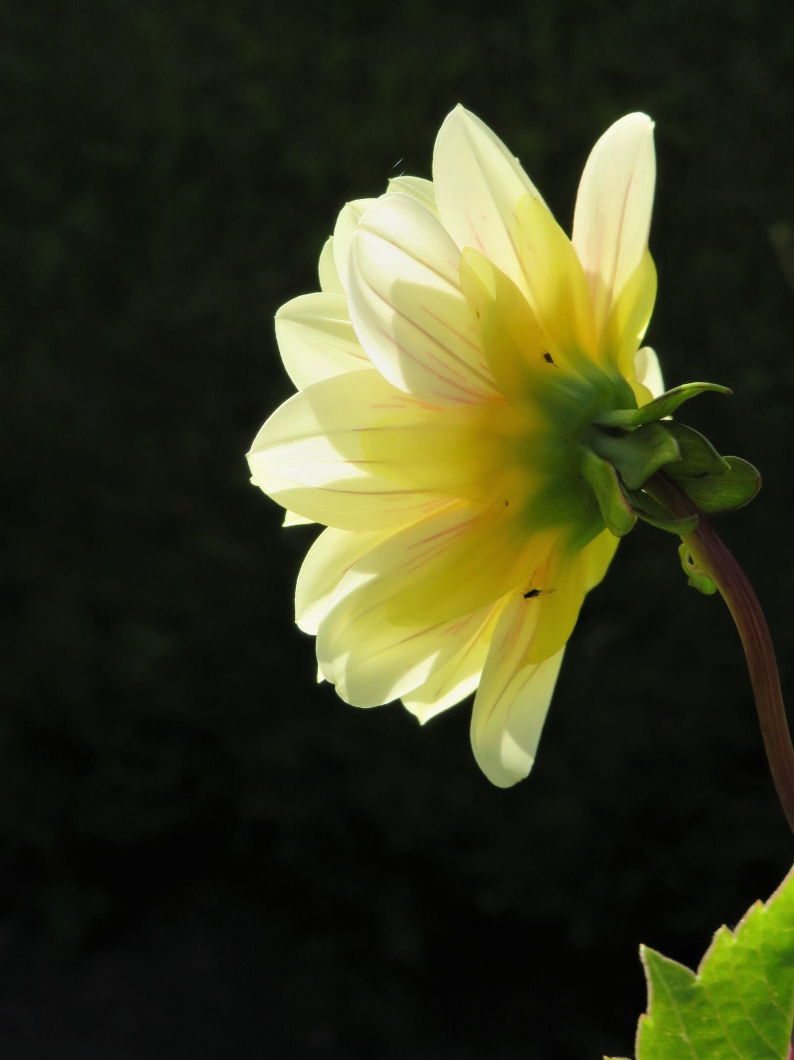 Canon PowerShot SX540 HS sample photo. Yellow, flower, silhouette photography