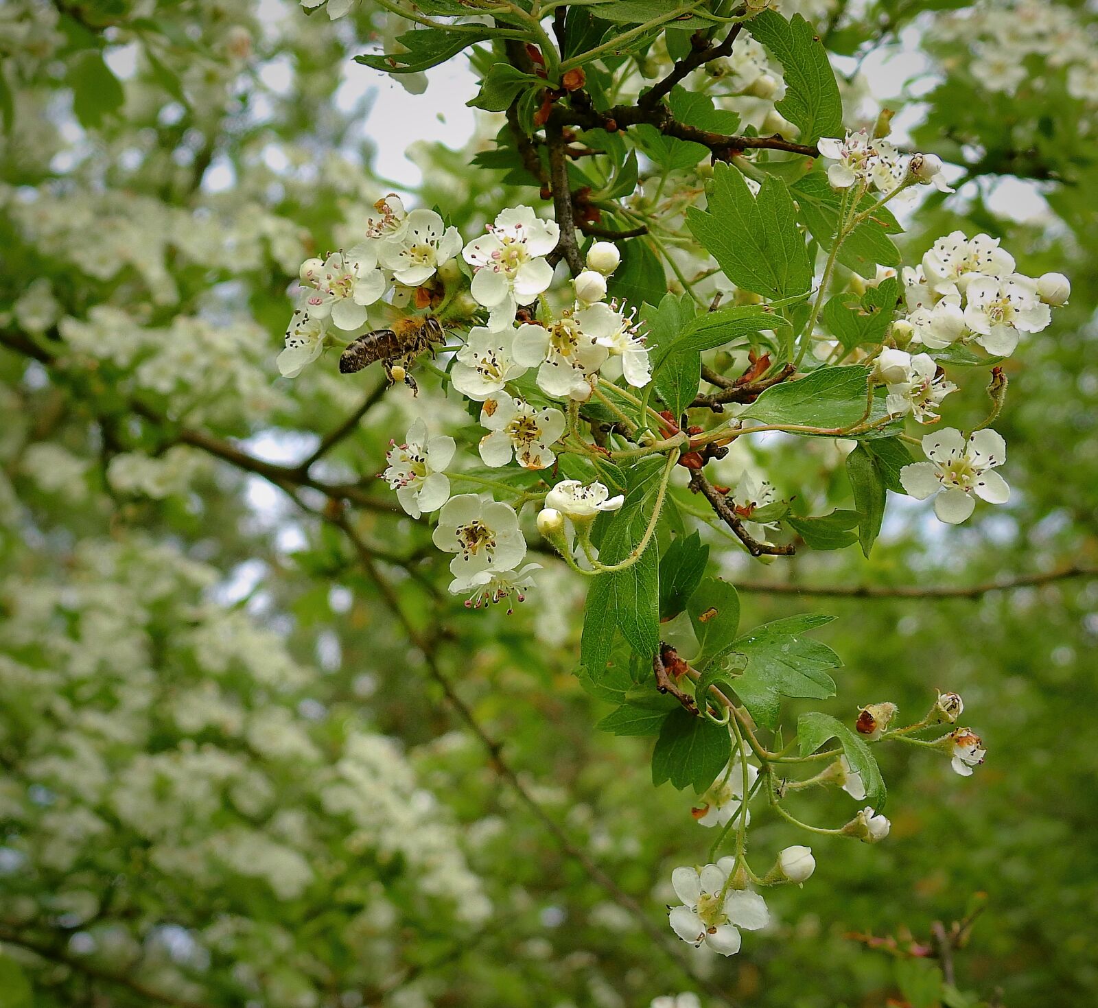Nikon Coolpix P900 sample photo. Flowering, pollination, bee photography