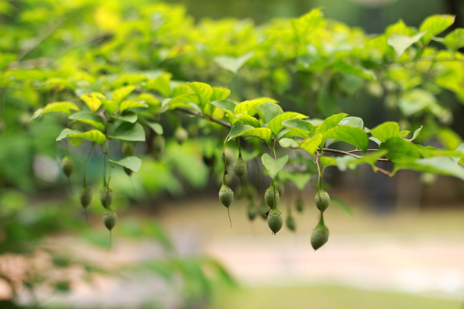 Canon EOS 6D + Canon EF 50mm F1.4 USM sample photo. Fruit, nature, leaf photography