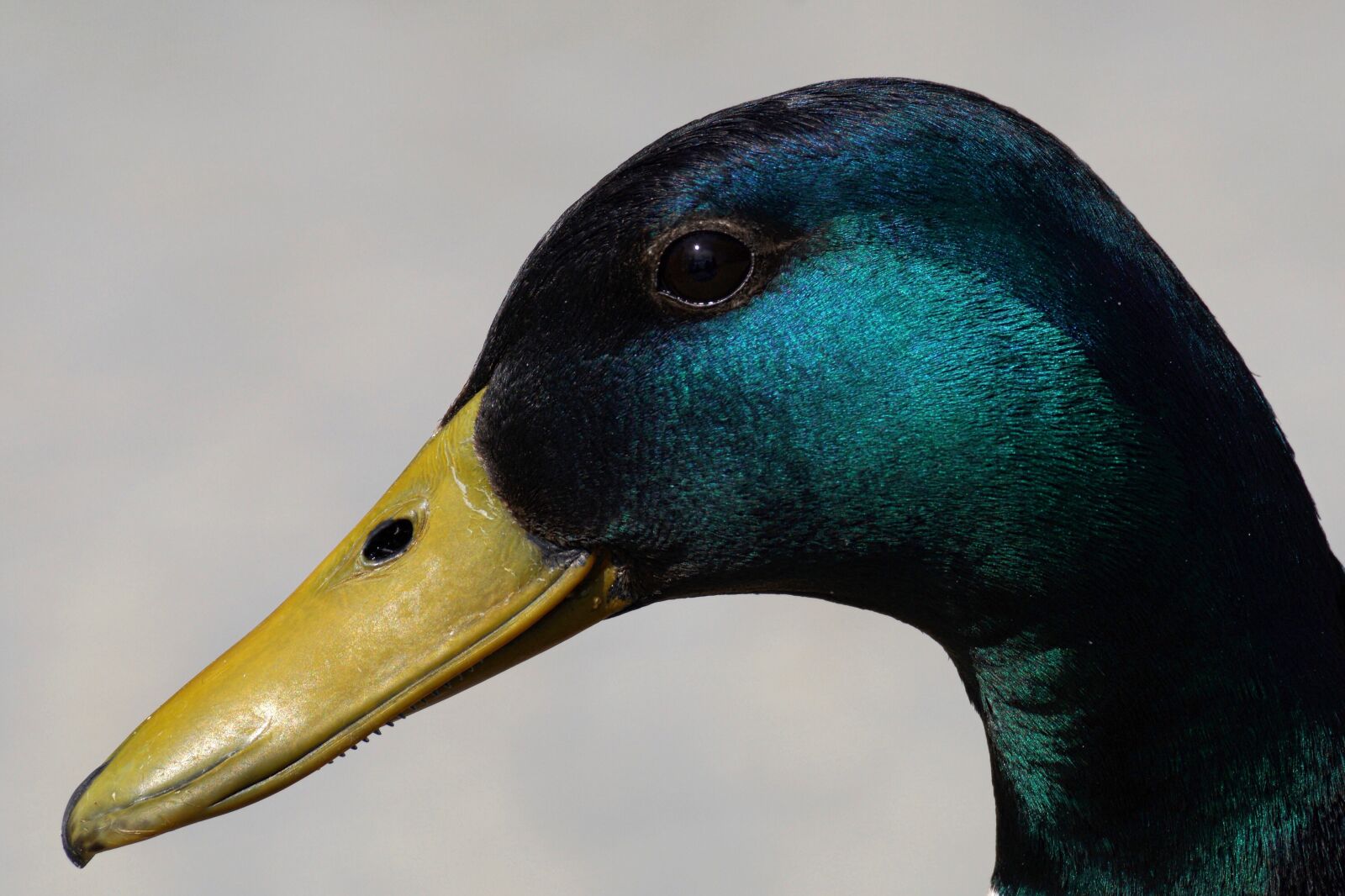 Sony DT 55-300mm F4.5-5.6 SAM sample photo. Bird, duck, nature photography