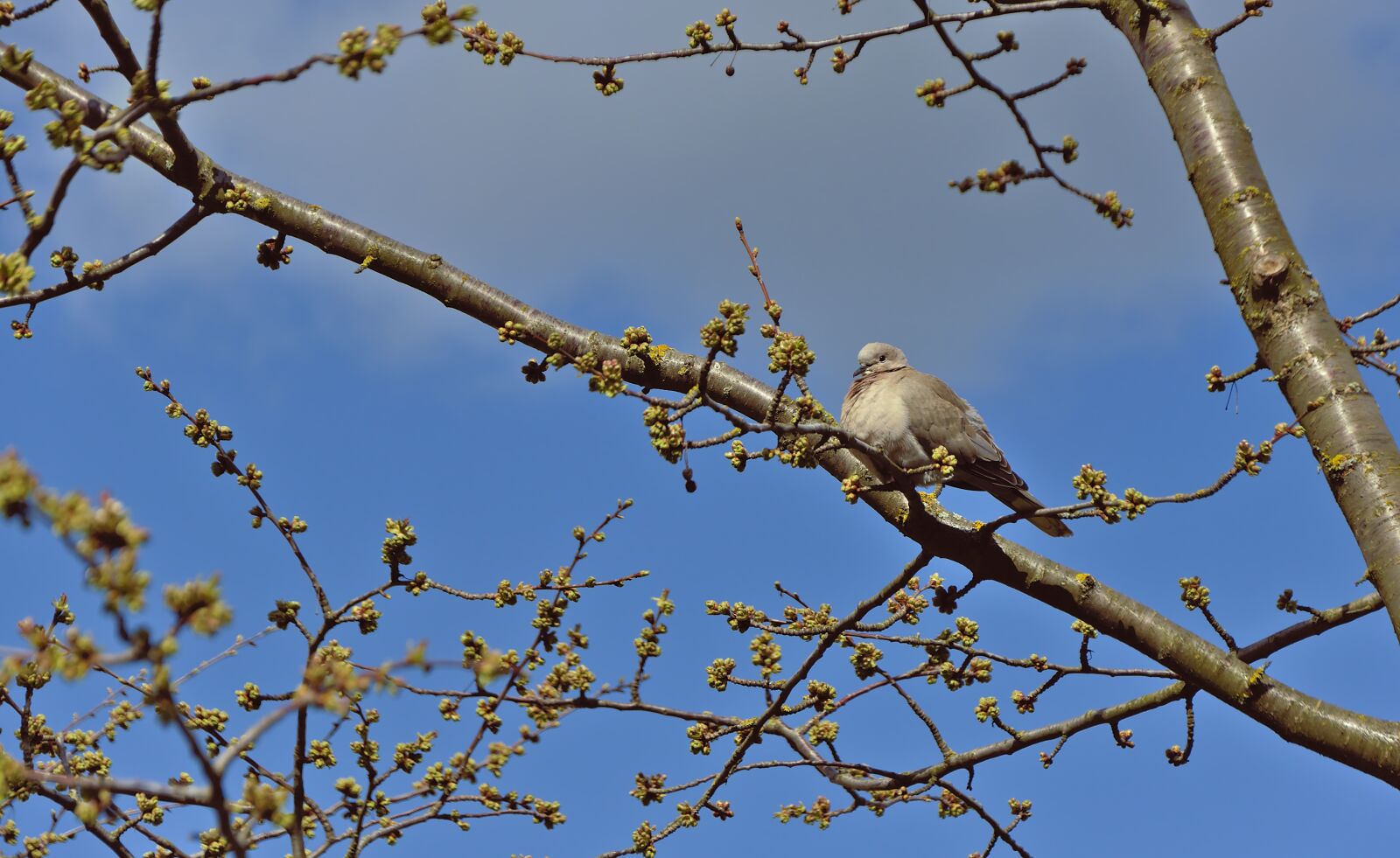 Nikon D5600 sample photo. Dove, bird, animal photography