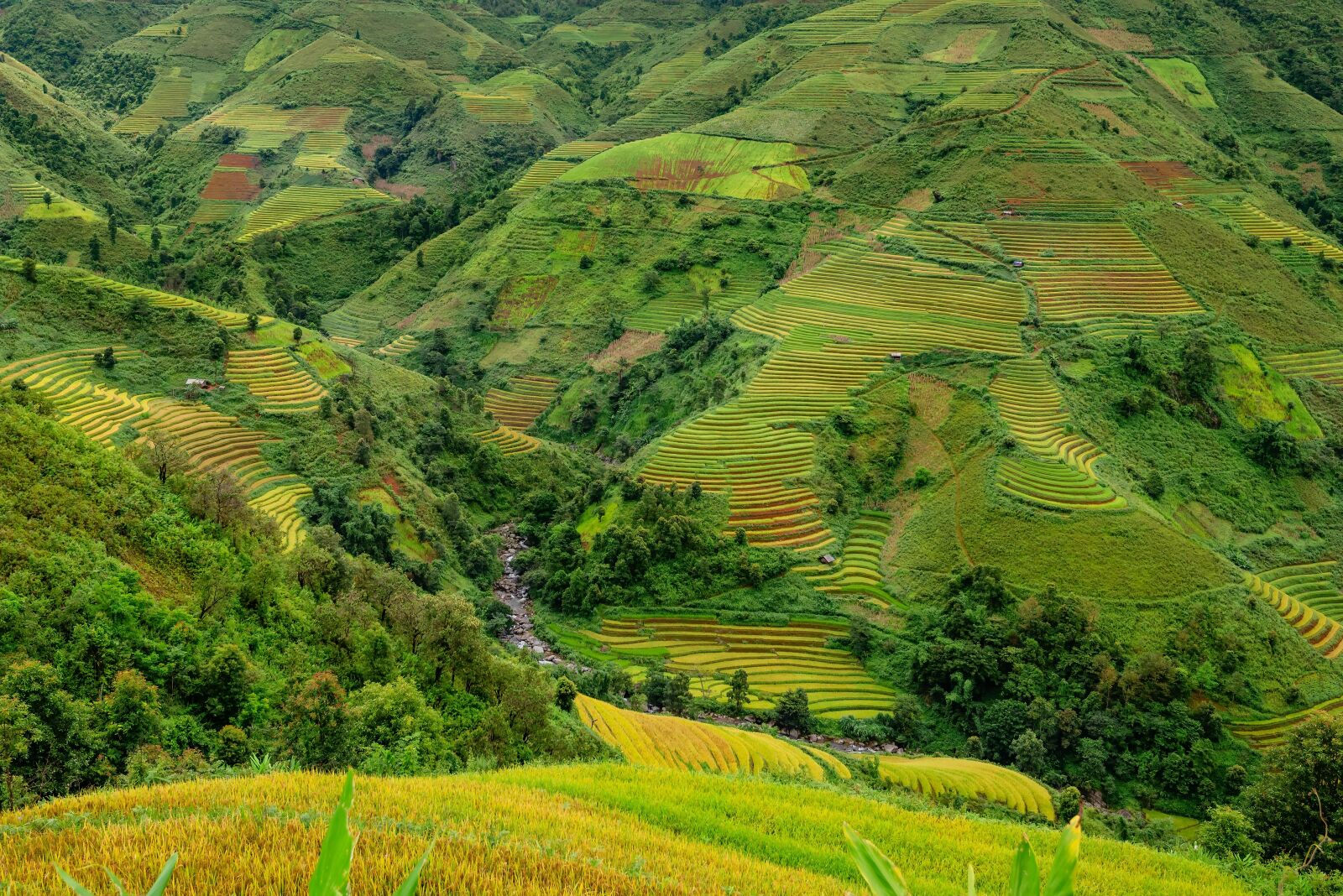 Nikon D750 sample photo. Terraces, rice terraces, rice photography