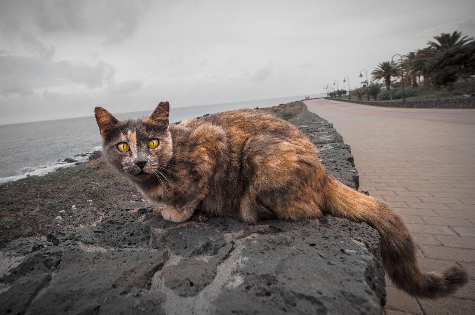 Canon EOS 5D Mark II + Canon EF 14mm F2.8L II USM sample photo. Cat, yellow, yellow eyes photography