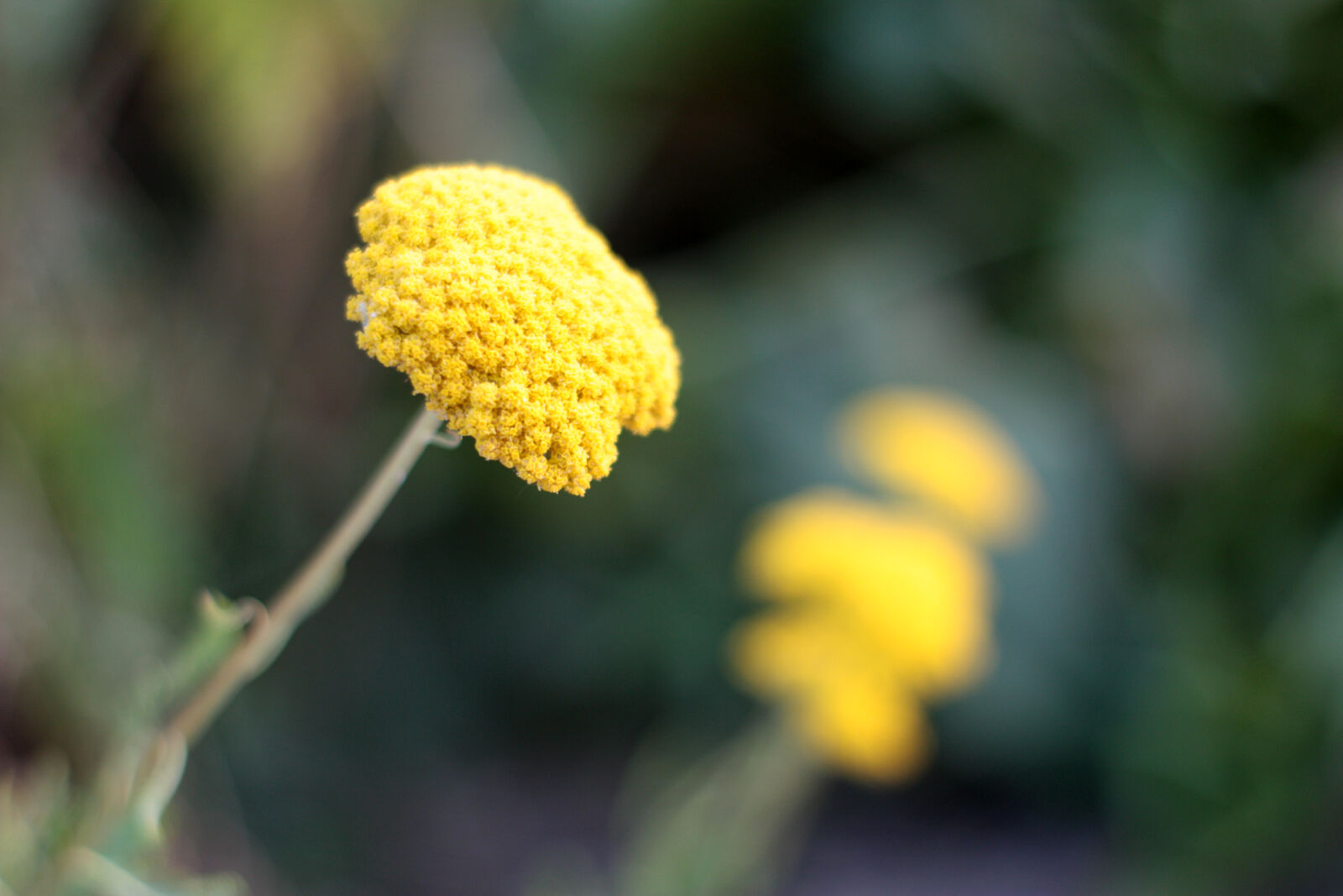 Canon EOS 450D (EOS Rebel XSi / EOS Kiss X2) sample photo. Bokeh, flower, flowers, focus photography