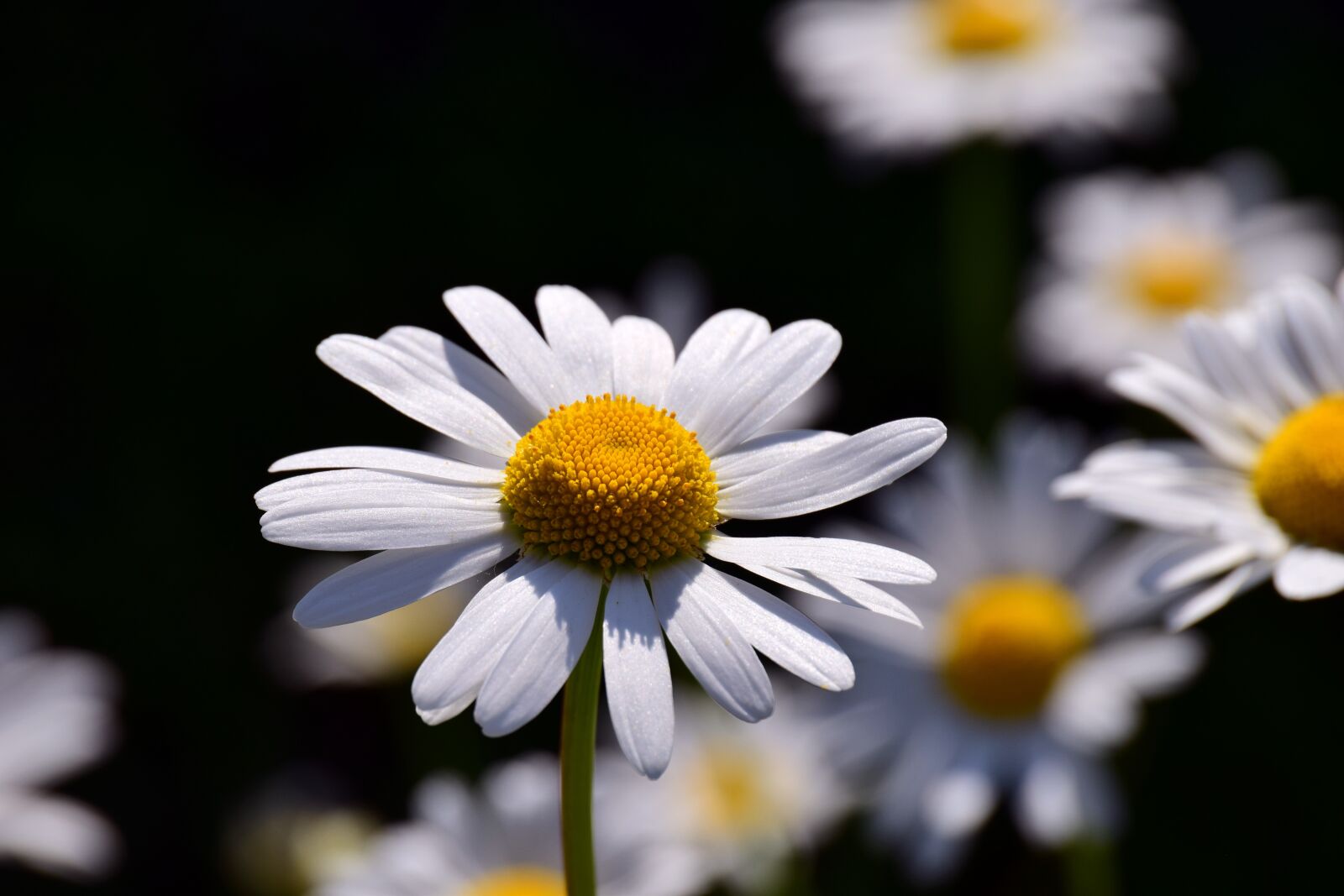 Nikon D3300 sample photo. Marguerite, daisy field, summer photography
