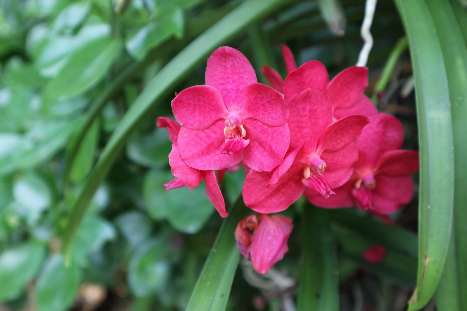 Canon EOS M10 sample photo. Plant, ornamental, kind of photography