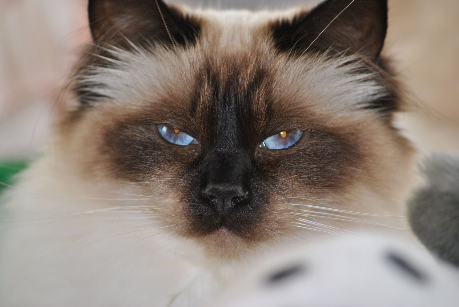 Nikon D3000 sample photo. Cat, female, birmakatt photography