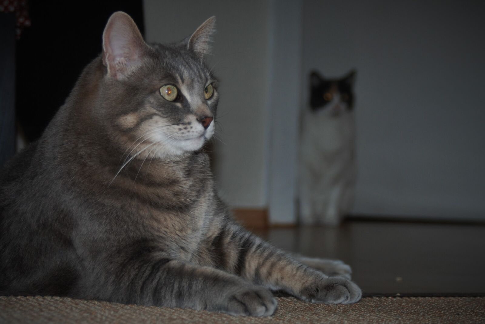 Nikon D80 sample photo. Cat, pet, domestic cat photography