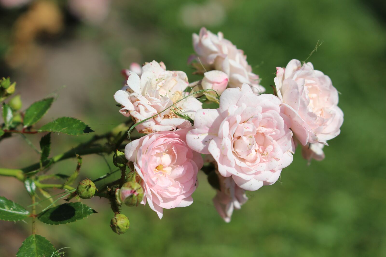 Canon EOS 700D (EOS Rebel T5i / EOS Kiss X7i) sample photo. Roses, rose, flowers photography