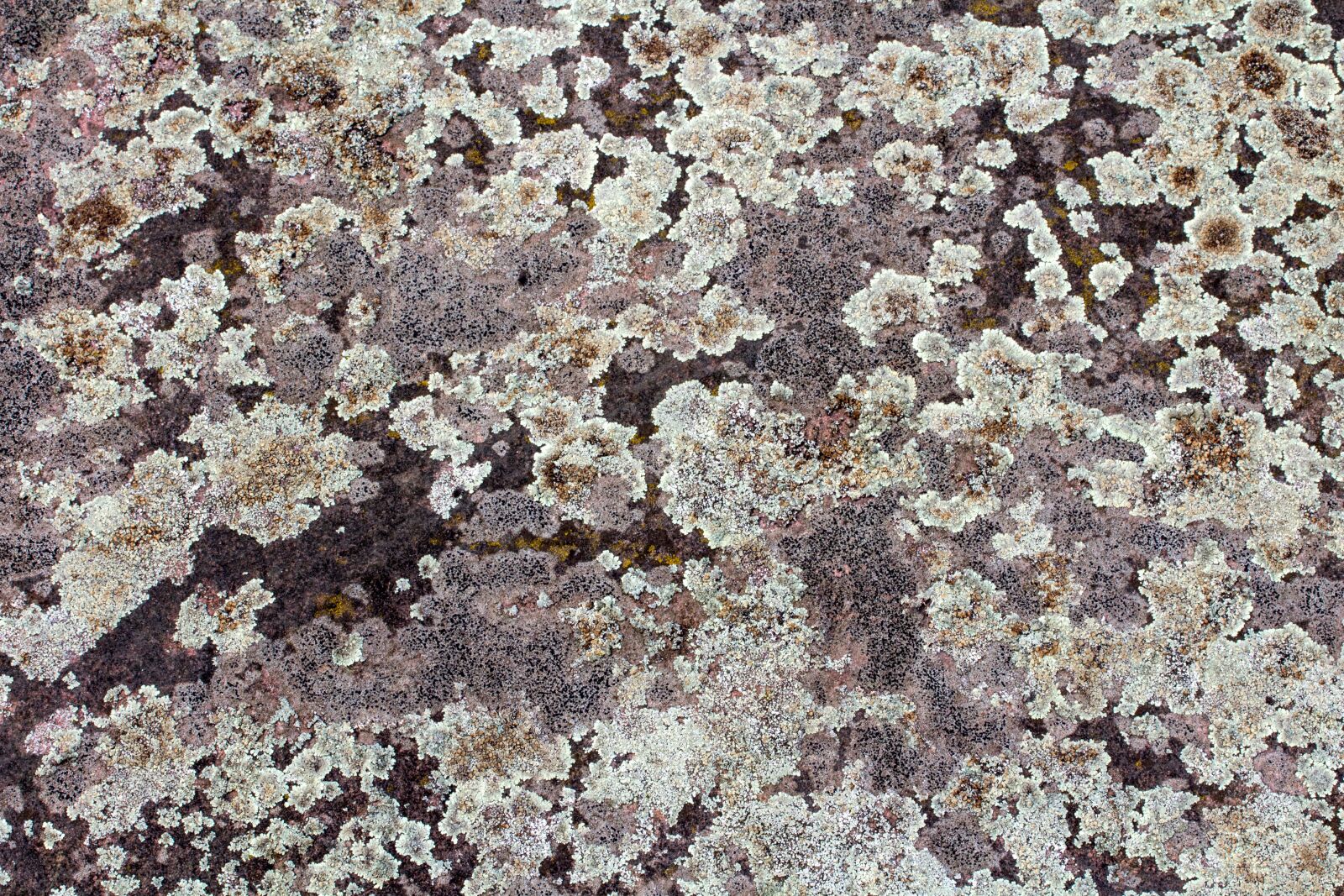 Canon EF-S 60mm F2.8 Macro USM sample photo. Background, texture, wall photography