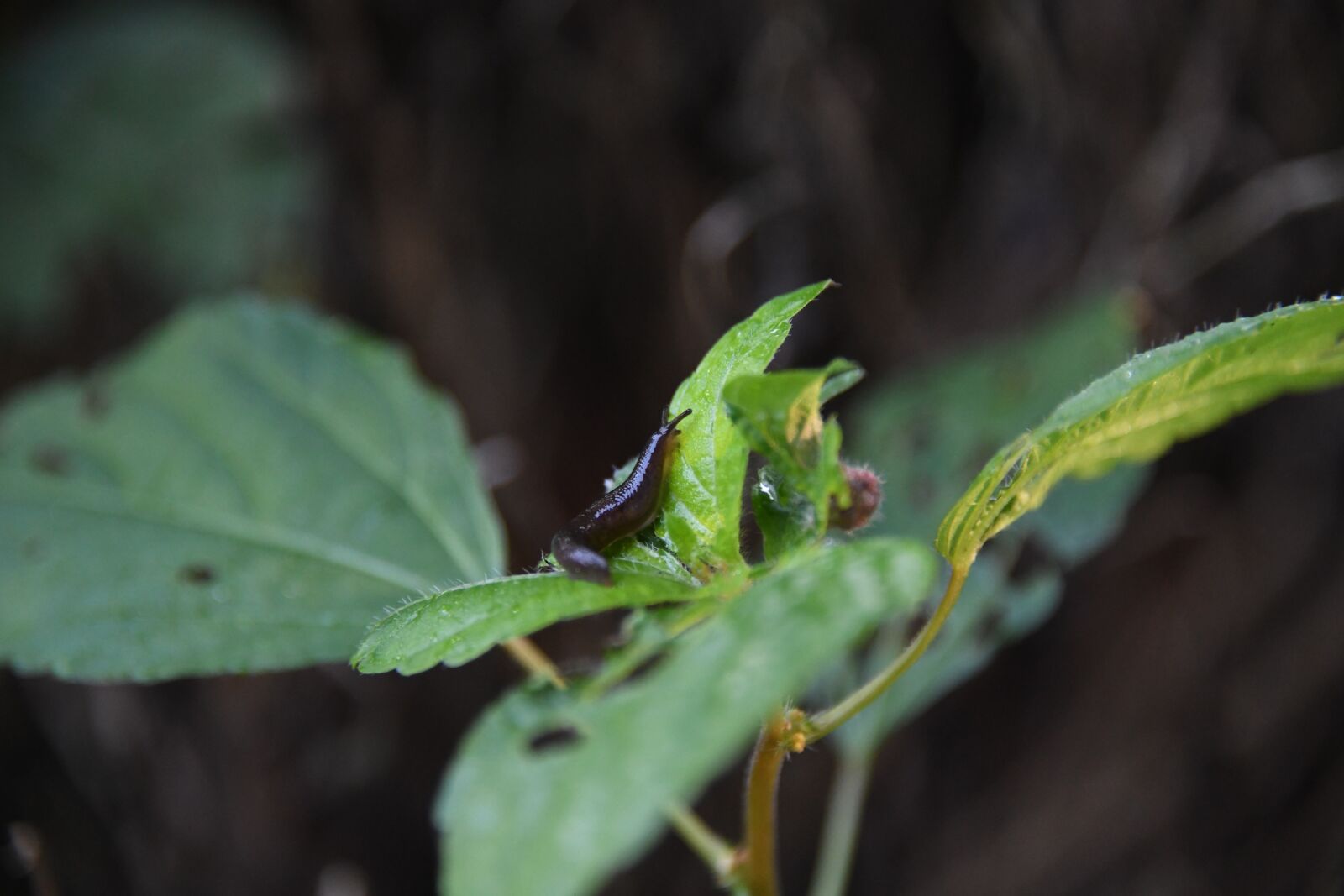 Nikon D850 sample photo. Slug, insect, bug photography