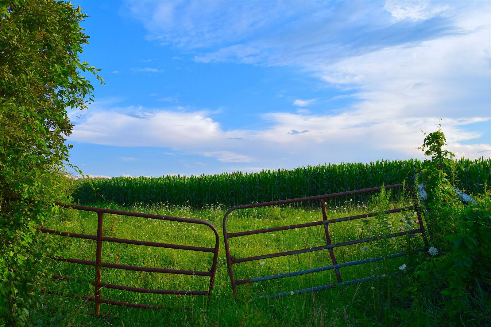 Nikon D3300 sample photo. Fence, field, farm photography