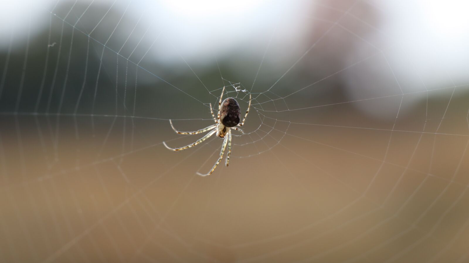 Canon EOS M50 (EOS Kiss M) + Canon EF-M 18-150mm F3.5-6.3 IS STM sample photo. Spider, spiderweb, cross spider photography