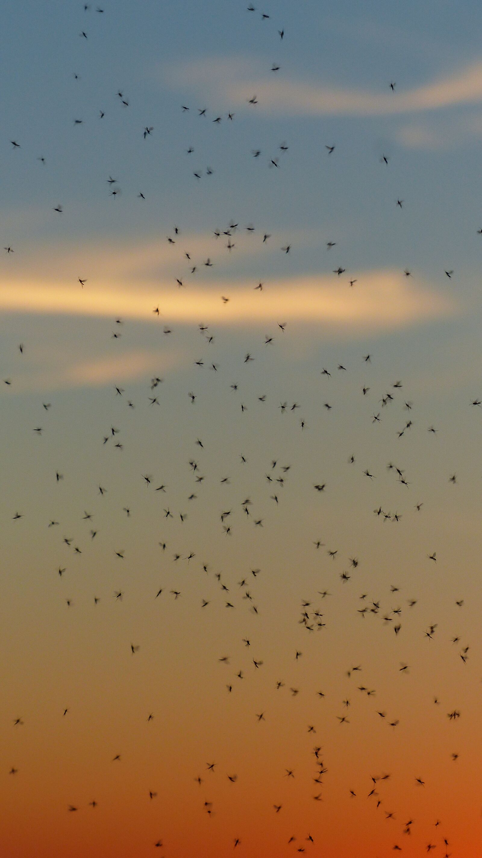 Panasonic Lumix DMC-FZ200 sample photo. Mosquito swarm, swarm, mosquitoes photography
