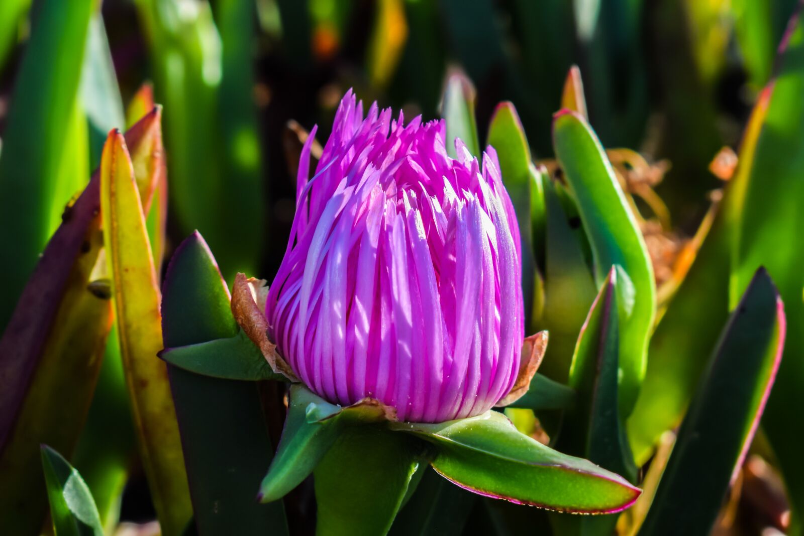 Nikon D3300 sample photo. Bud, flower, ammophilous photography