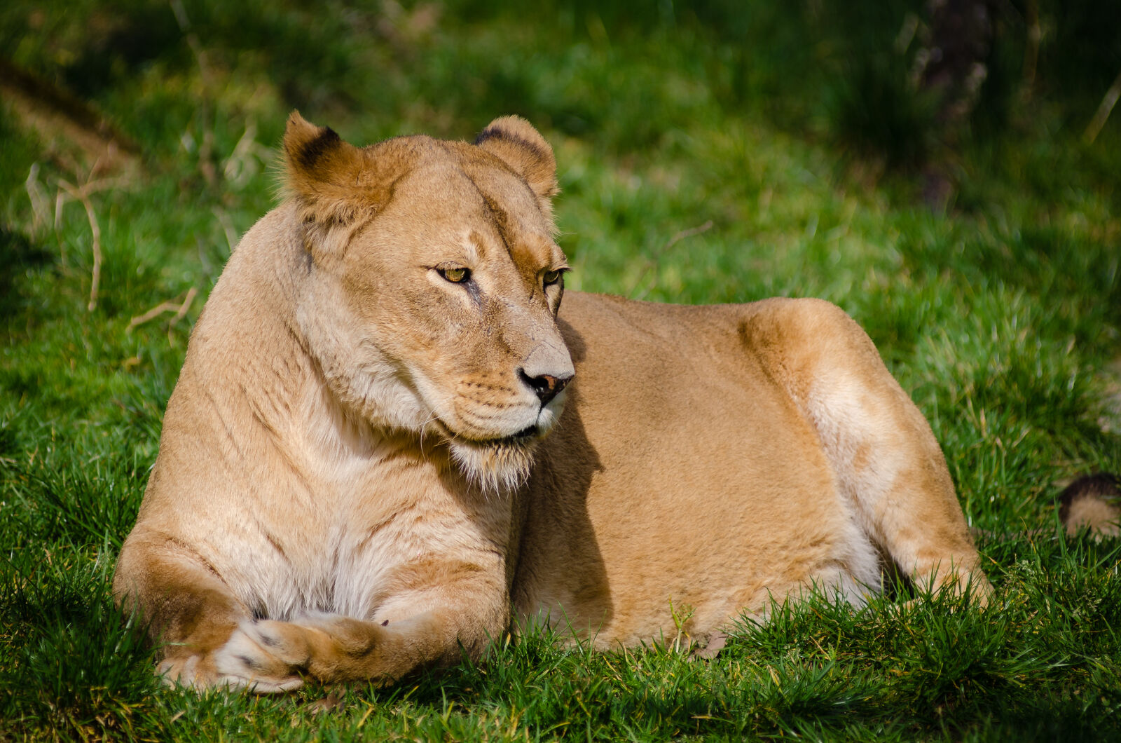 AF Zoom-Nikkor 80-200mm f/2.8 ED sample photo. Brown, lioness, laying, on photography