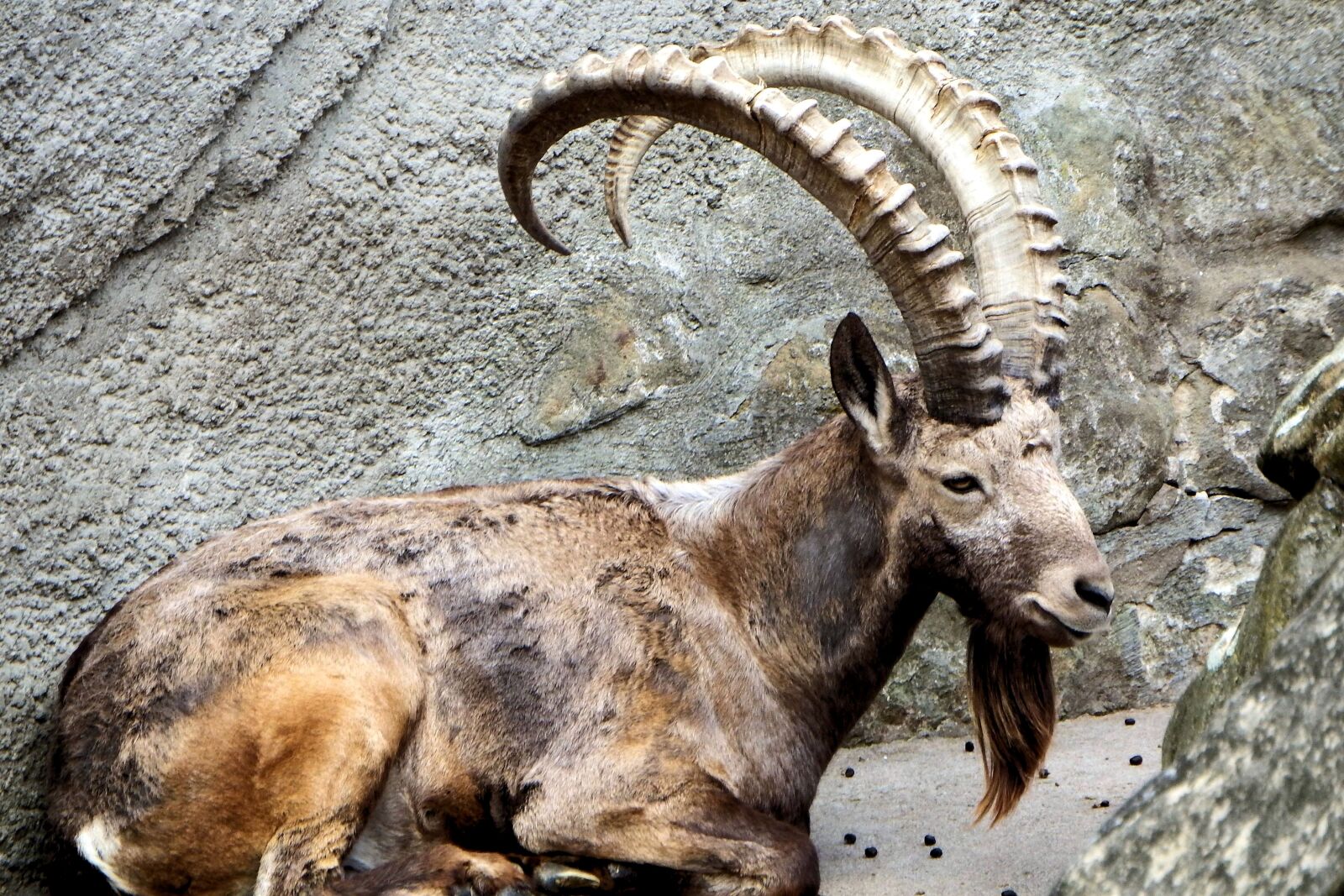Fujifilm FinePix SL1000 sample photo. Animal, mammal, horns photography