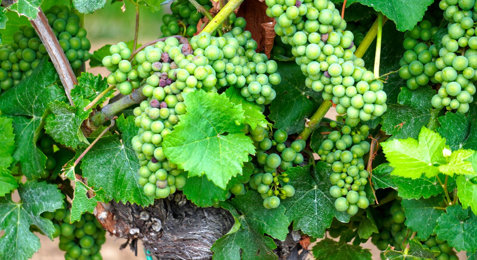 Sony E 55-210mm F4.5-6.3 OSS sample photo. Grapes, wine, fruit photography