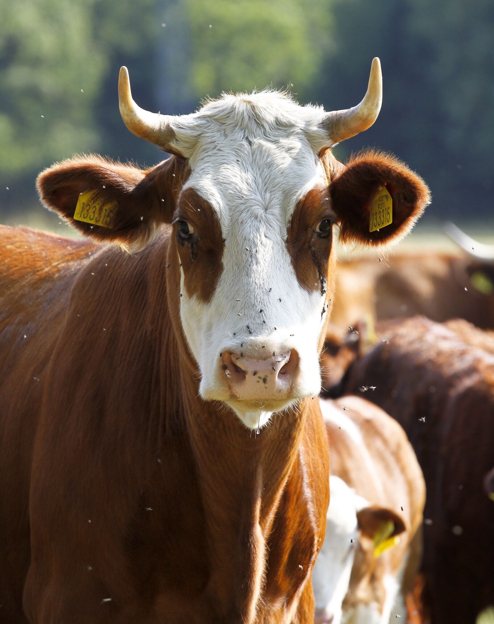 Canon EOS 50D sample photo. Cow, animal, nature photography