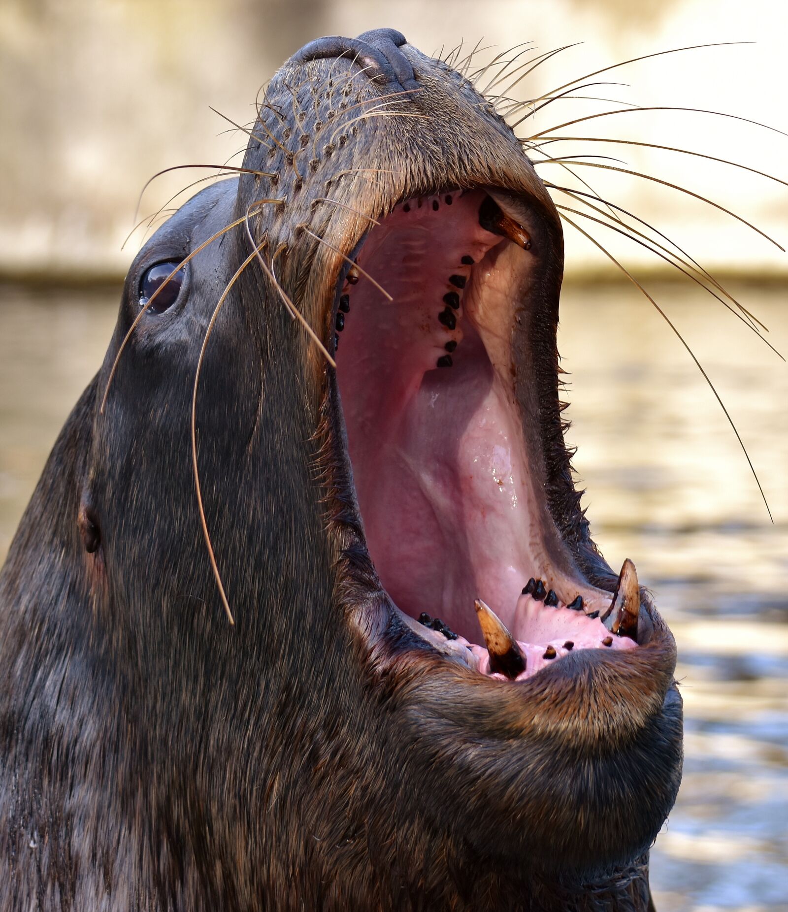 Nikon D7200 sample photo. Seal, sea lion, swim photography