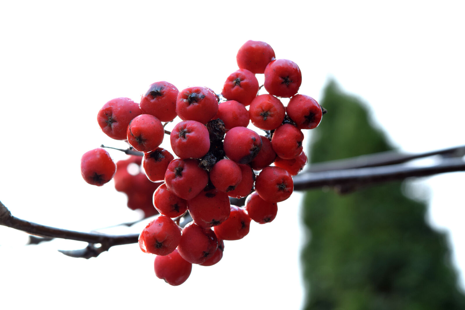 Nikon D3300 sample photo. Autumn, colors, jarzebina, jesien photography