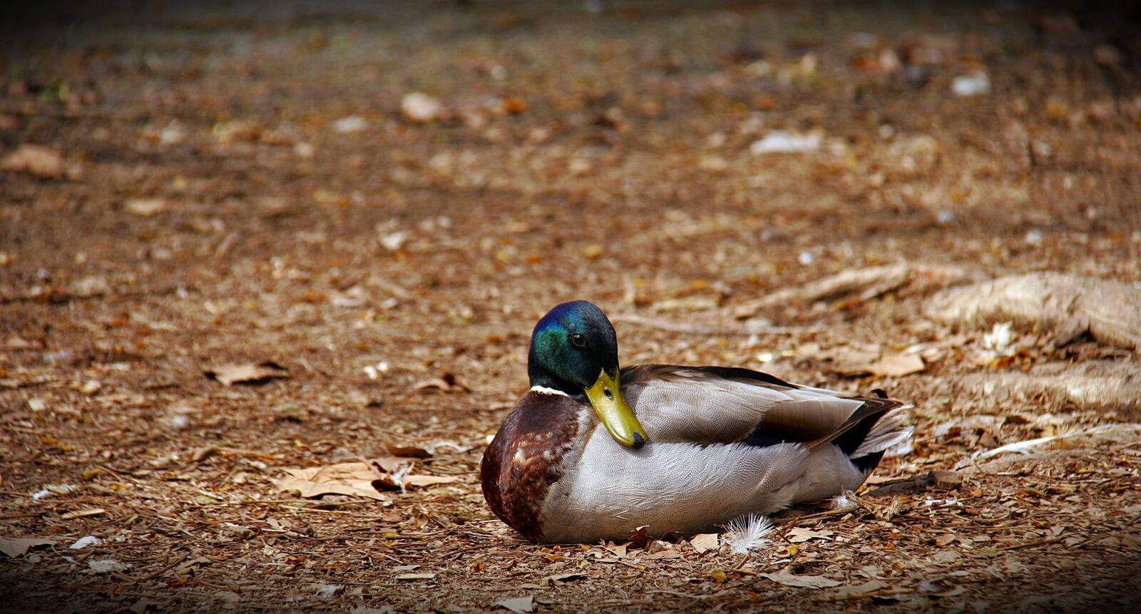 Canon EOS 20D sample photo. Duck, birds, nature photography