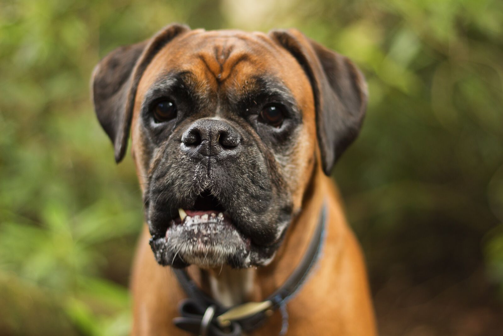 Canon EOS 700D (EOS Rebel T5i / EOS Kiss X7i) + Canon EF 50mm F1.8 II sample photo. Dog, cute, animal photography