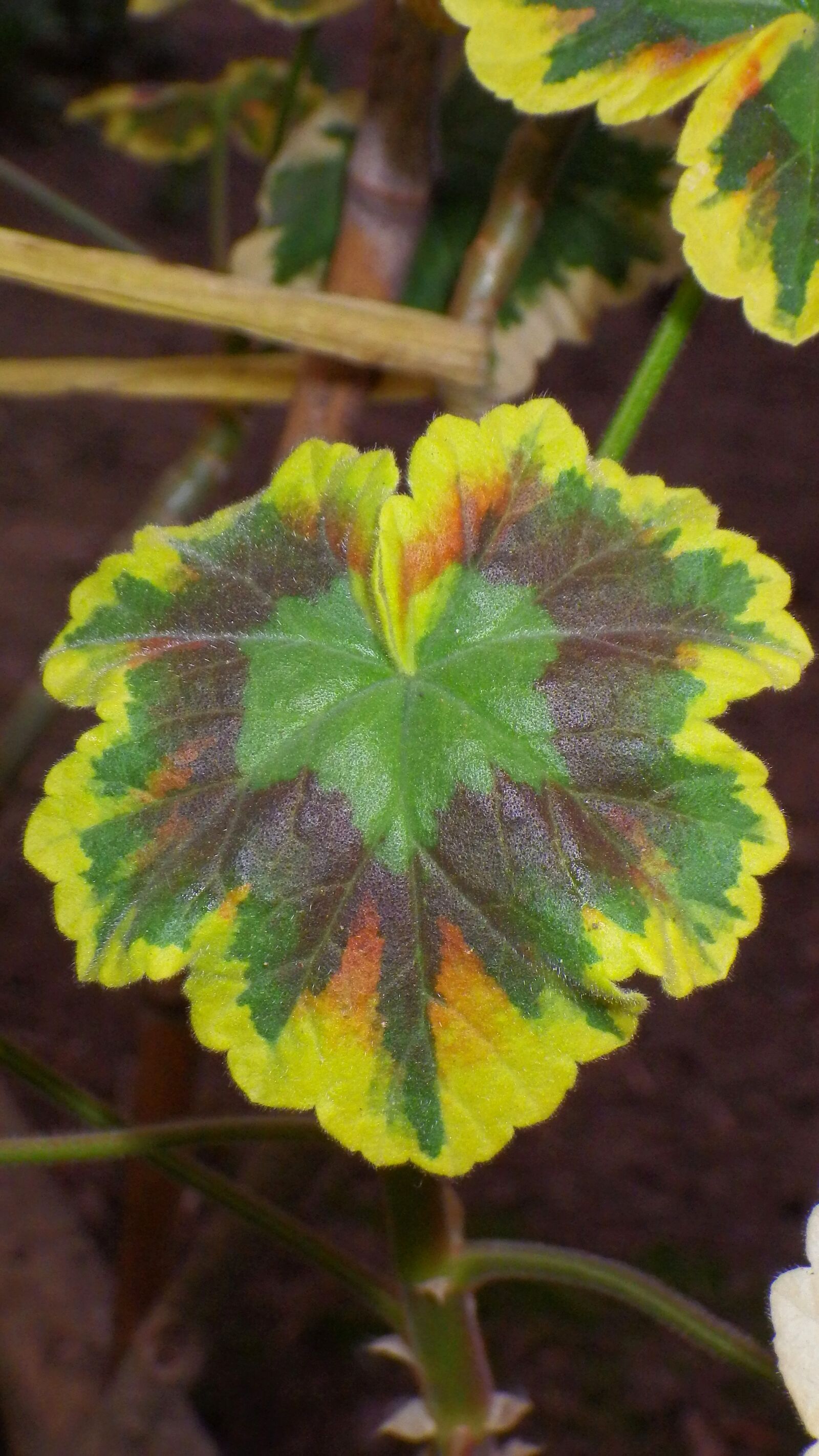 Pentax Optio WG-2 sample photo. Nature, leaf plants, plant photography