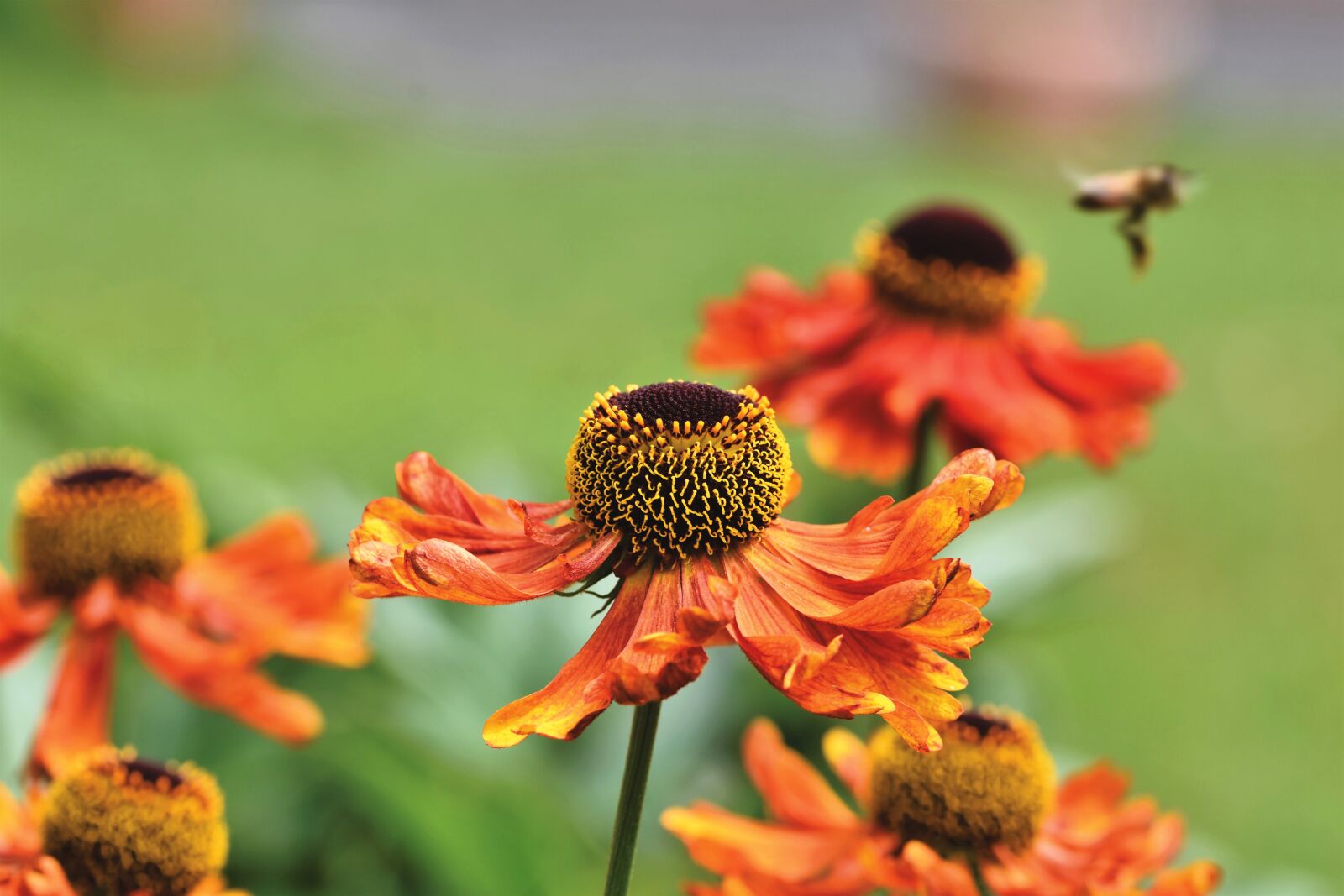 Nikon D7200 sample photo. Coneflower, blossom, bloom photography