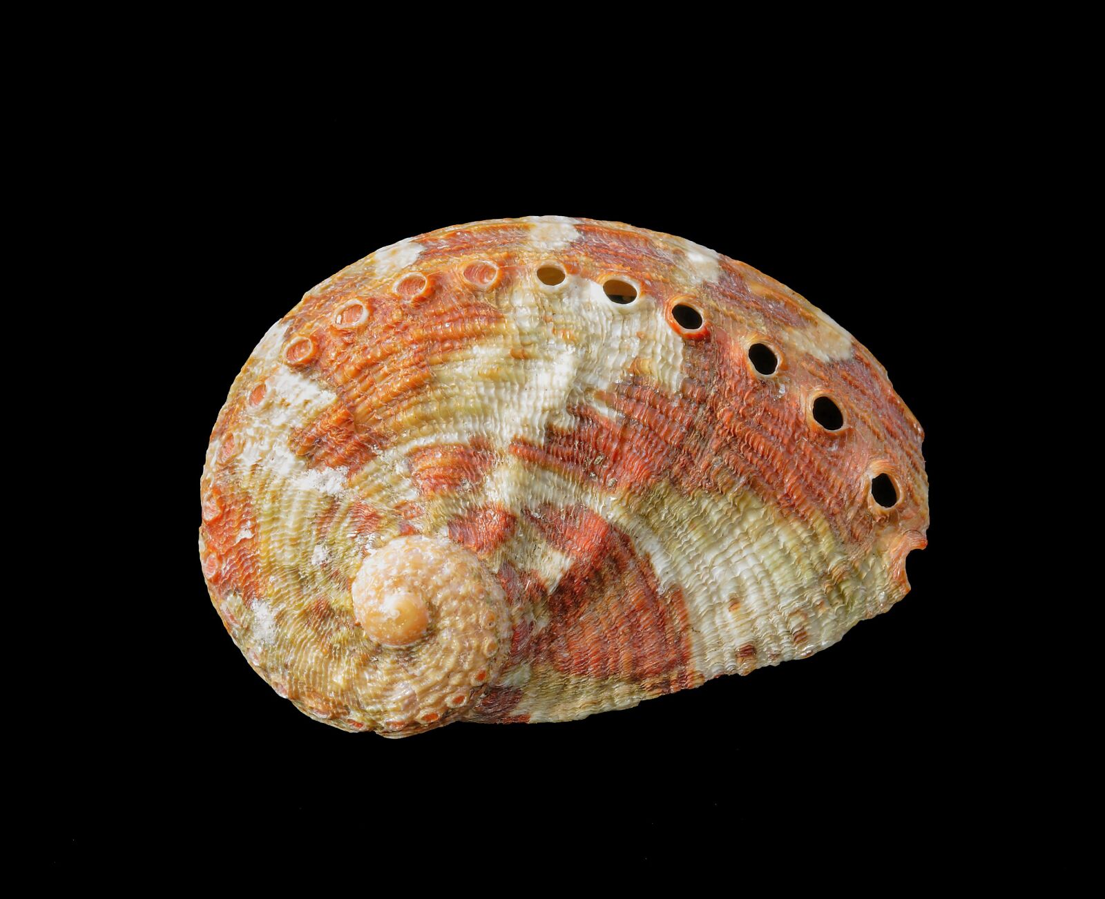 Canon EOS 400D (EOS Digital Rebel XTi / EOS Kiss Digital X) sample photo. Seashell, spiral, shape photography