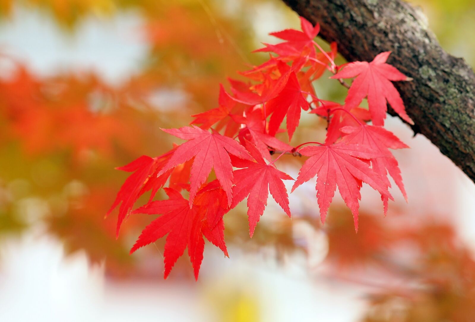 Olympus E-5 sample photo. Red leaves, maple, autumn photography