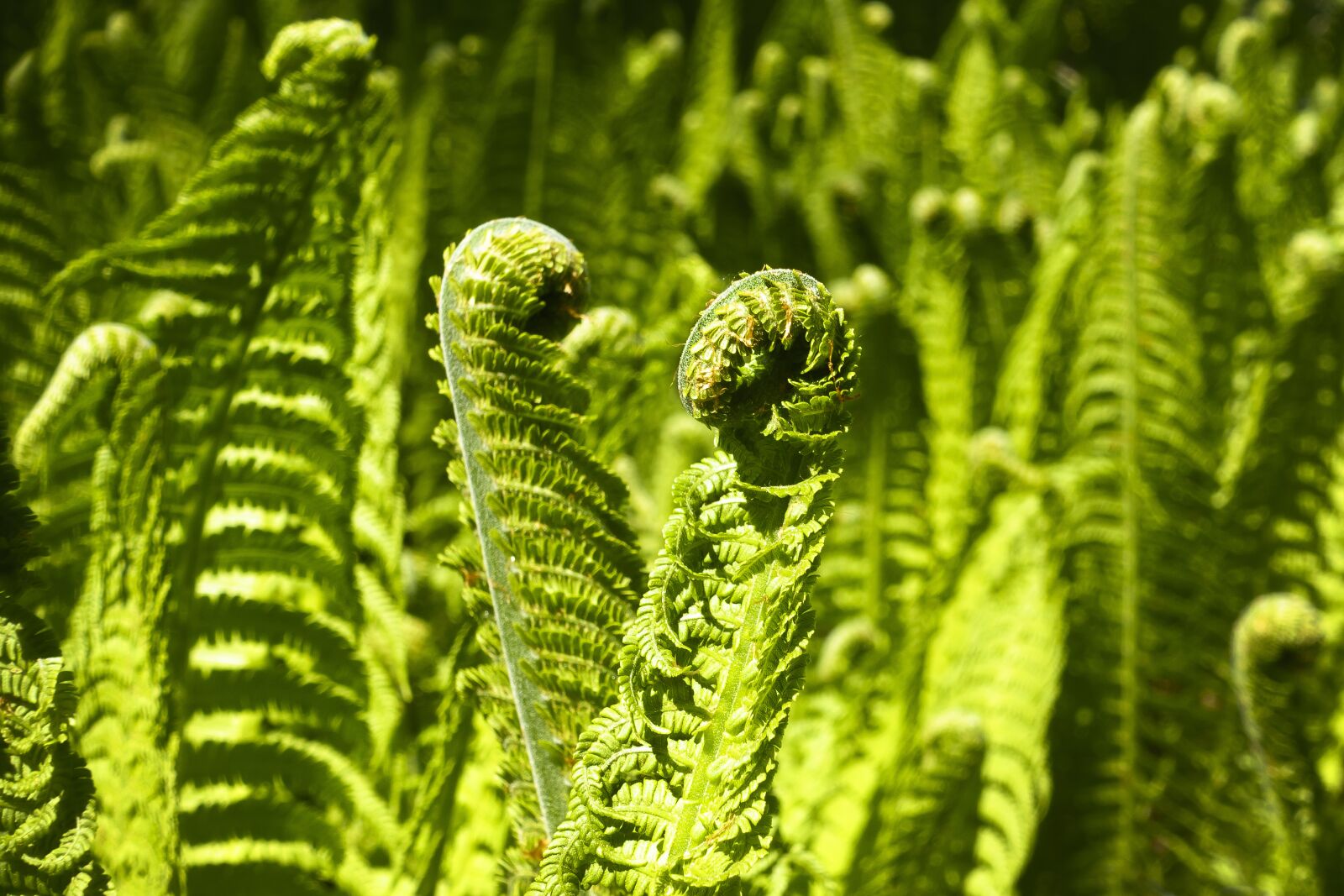 Sony Cyber-shot DSC-RX100 III sample photo. Fern, fiddlehead, green photography